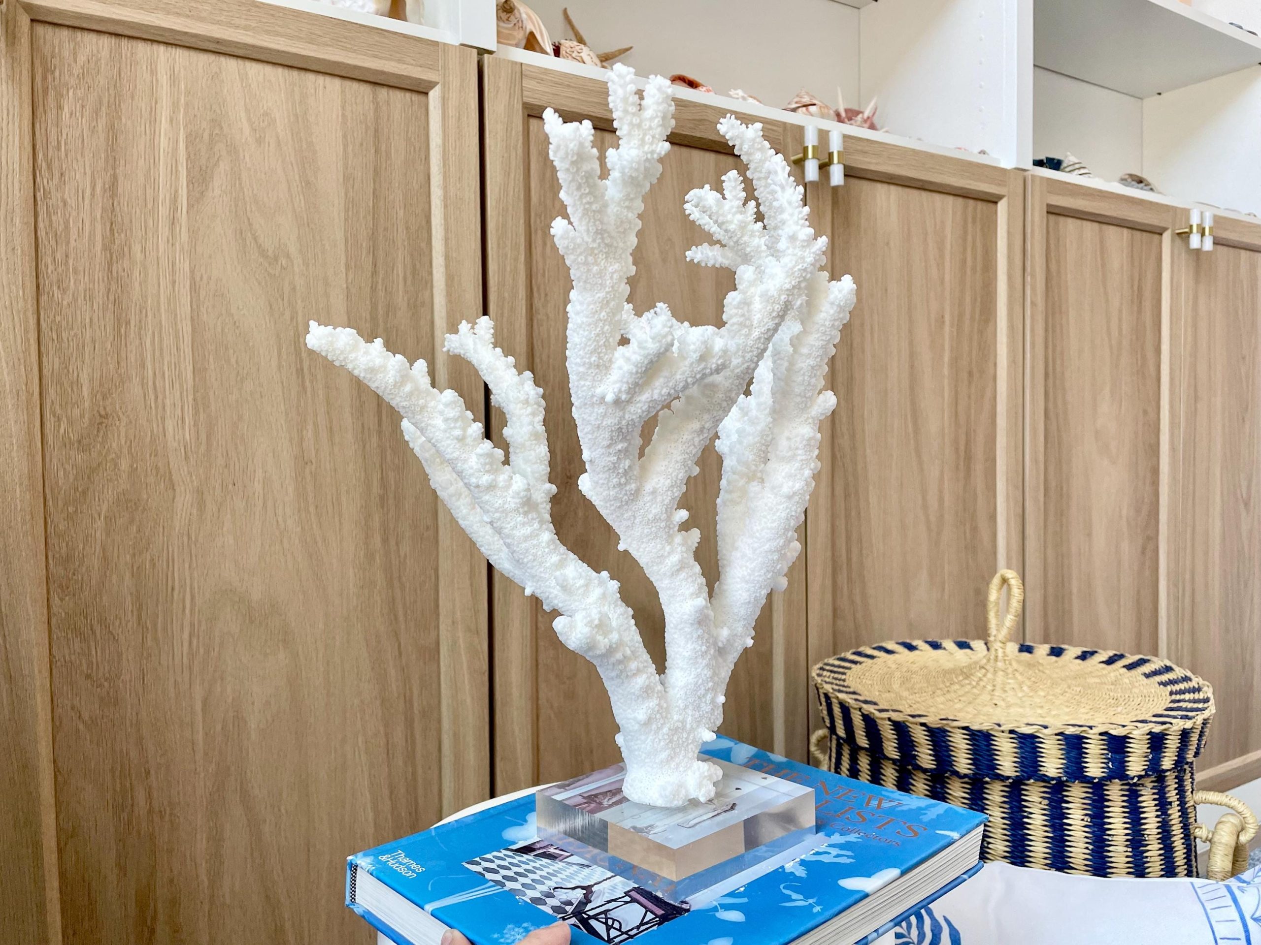 Mounted BRANCH CORAL 13.75" x 12" x 10" Fossil Specimen Coastal Display Beach House Décor - Image 9