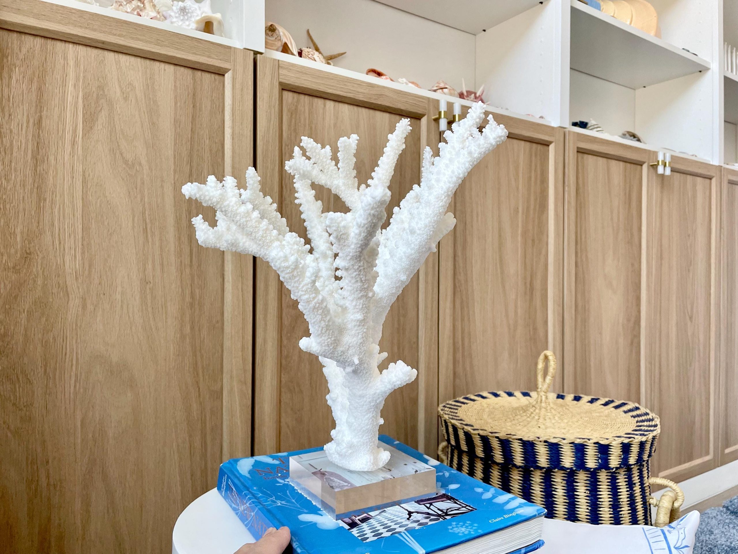 Mounted BRANCH CORAL 13.75" x 12" x 10" Fossil Specimen Coastal Display Beach House Décor - Image 10