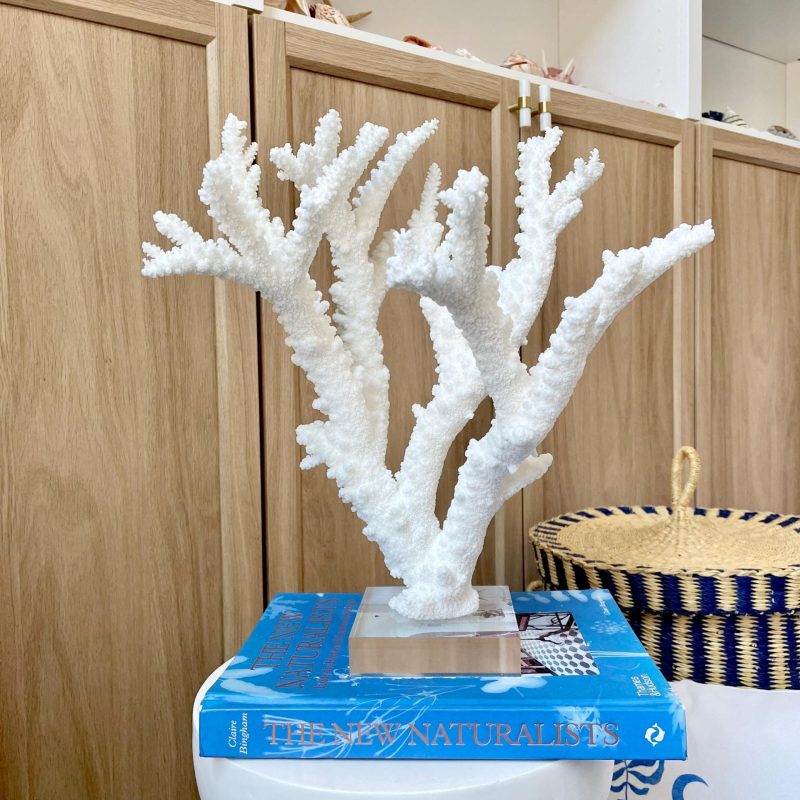 Mounted BRANCH CORAL 13.75" x 12" x 10" Fossil Specimen Coastal  Display Beach House Décor