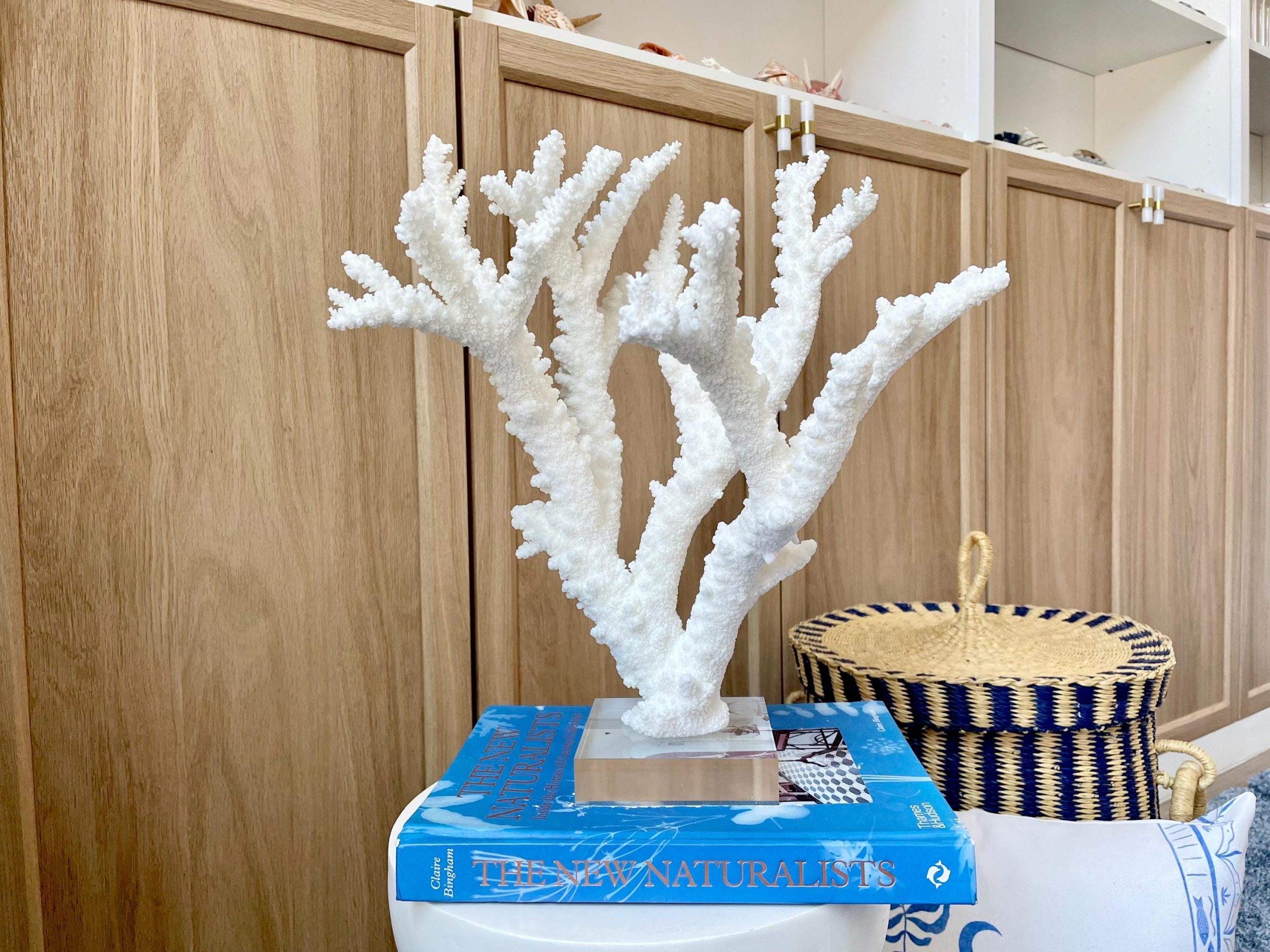 Mounted BRANCH CORAL 13.75" x 12" x 10" Fossil Specimen Coastal Display Beach House Décor