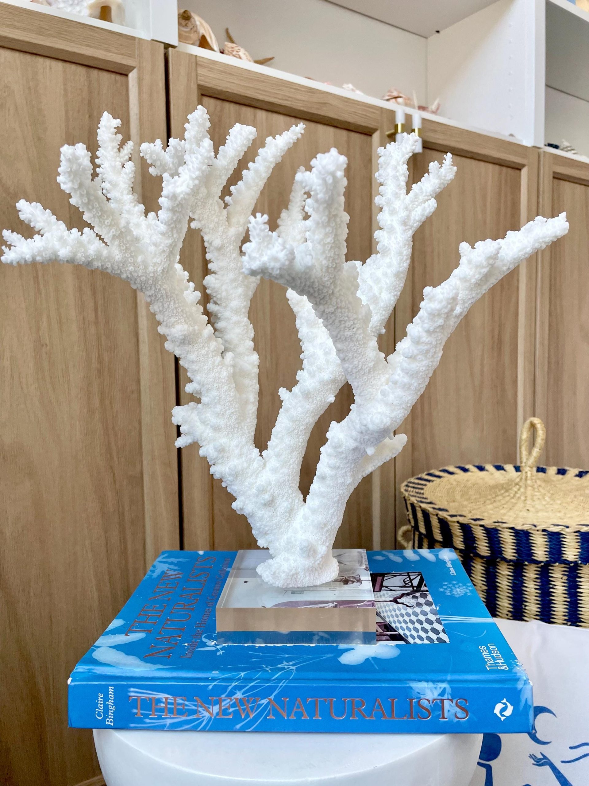 Mounted BRANCH CORAL 13.75" x 12" x 10" Fossil Specimen Coastal Display Beach House Décor - Image 2