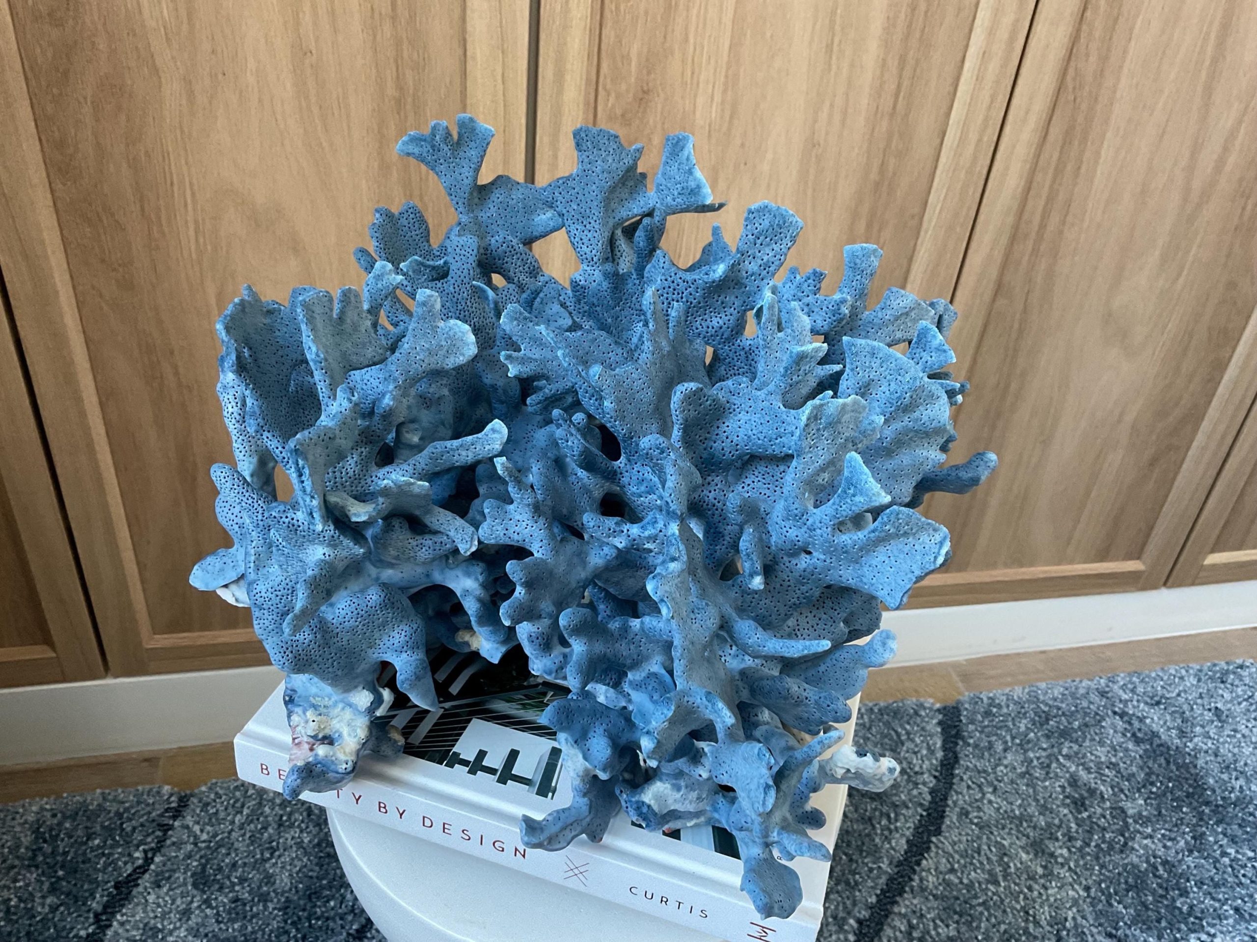 Blue Ridge Coral Fossil Specimen: 12.5" x 10" x 9" Coastal Beach House Décor - Image 7