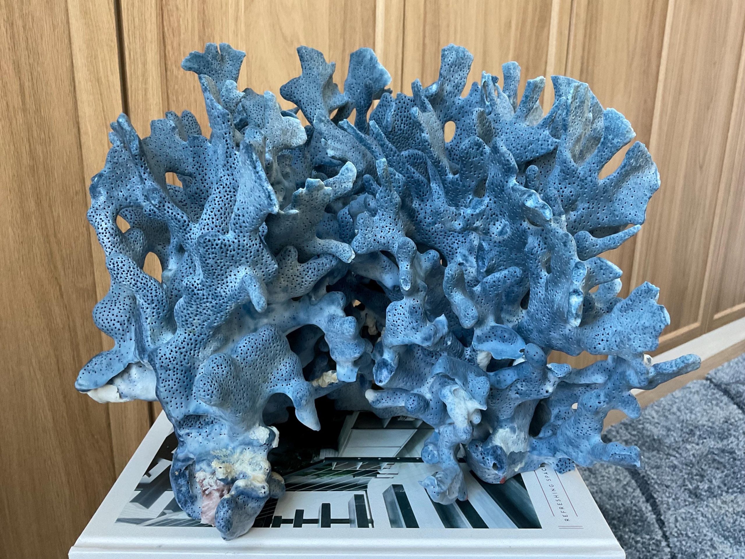 Blue Ridge Coral Fossil Specimen: 12.5" x 10" x 9" Coastal Beach House Décor - Image 6