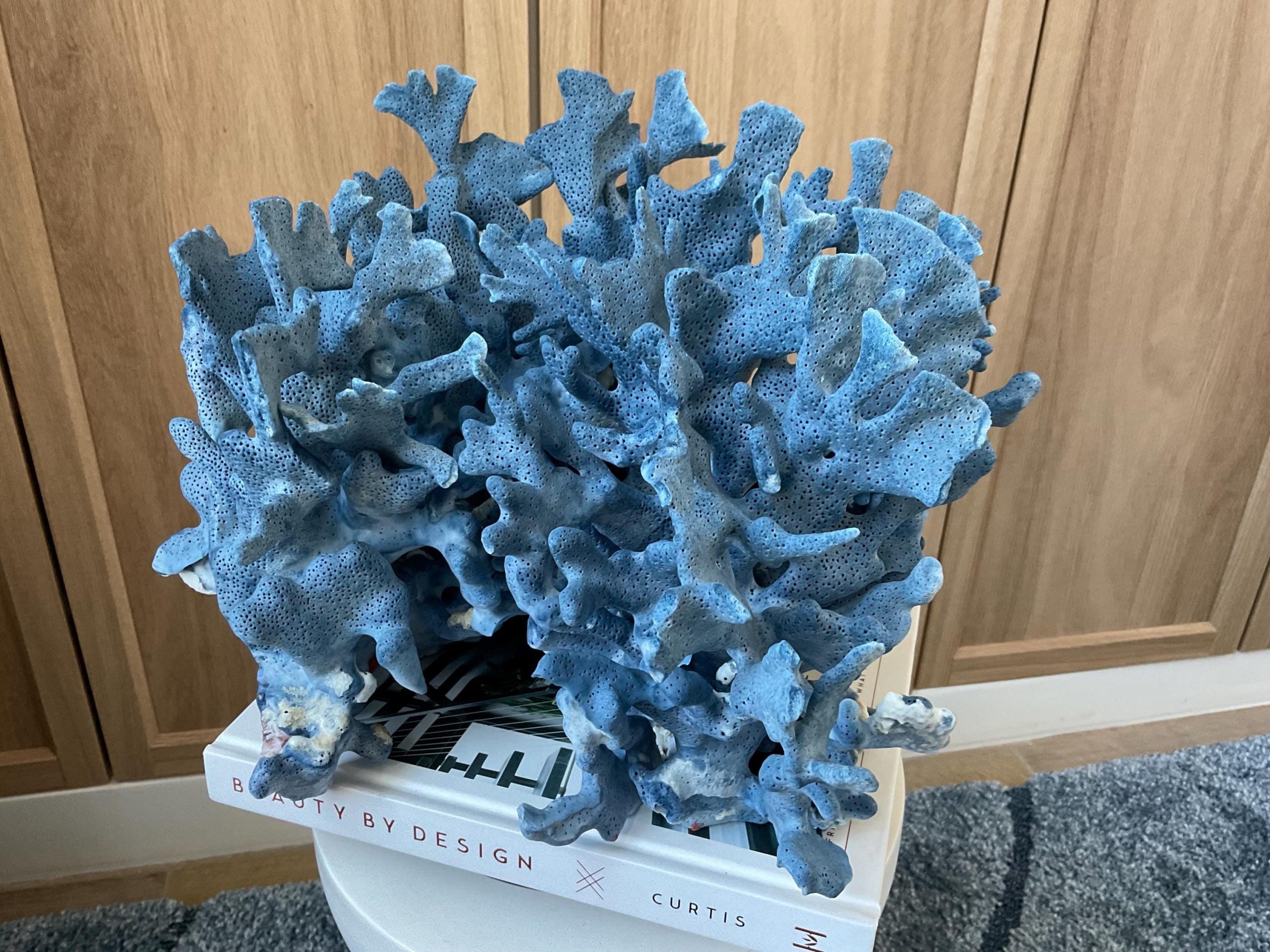 Blue Ridge Coral Fossil Specimen: 12.5" x 10" x 9" Coastal Beach House Décor - Image 3