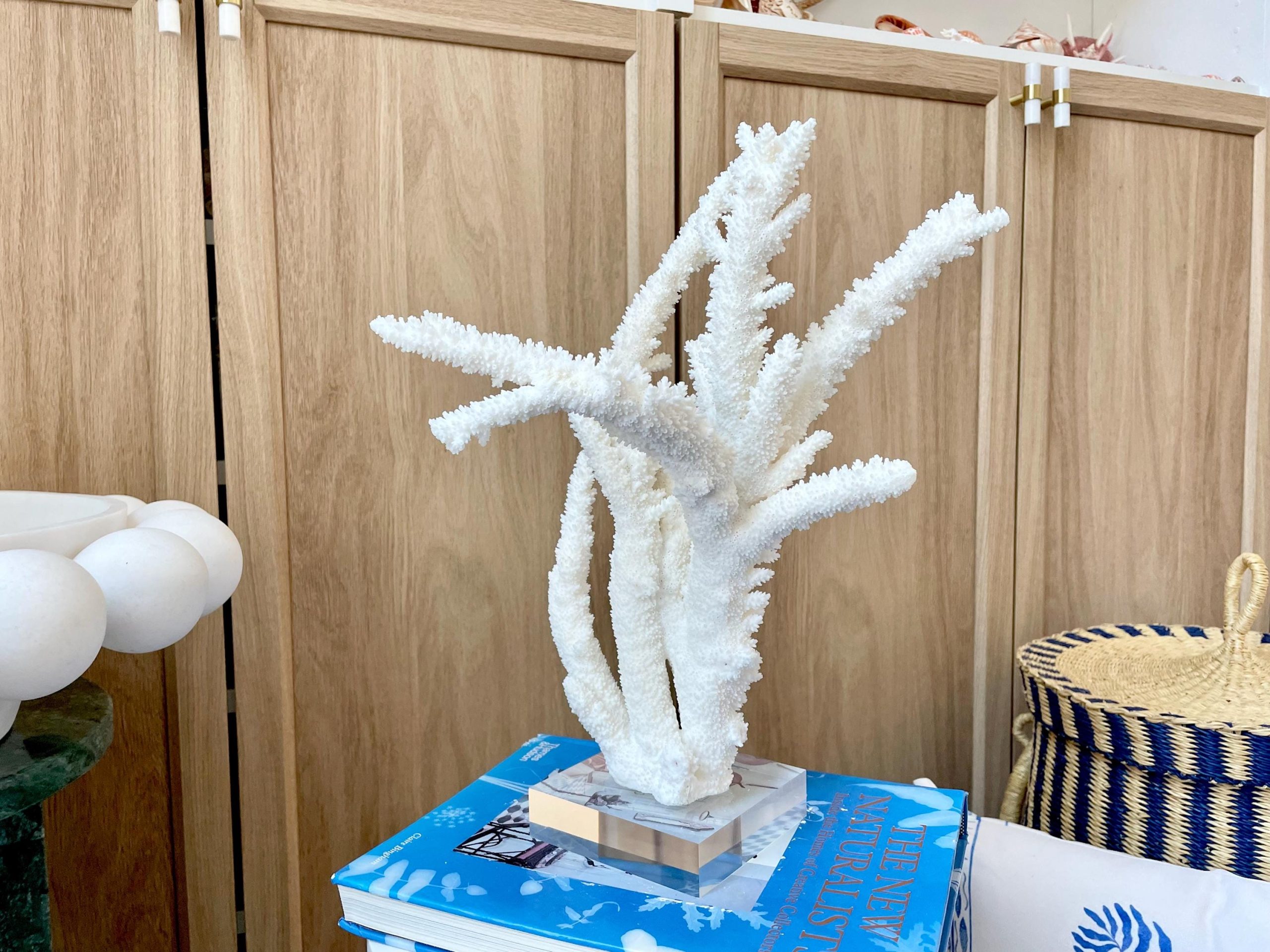 Mounted BRANCH CORAL 13.75" x 8.5" x 9" Fossil Specimen Coastal Display Beach House Décor - Image 5