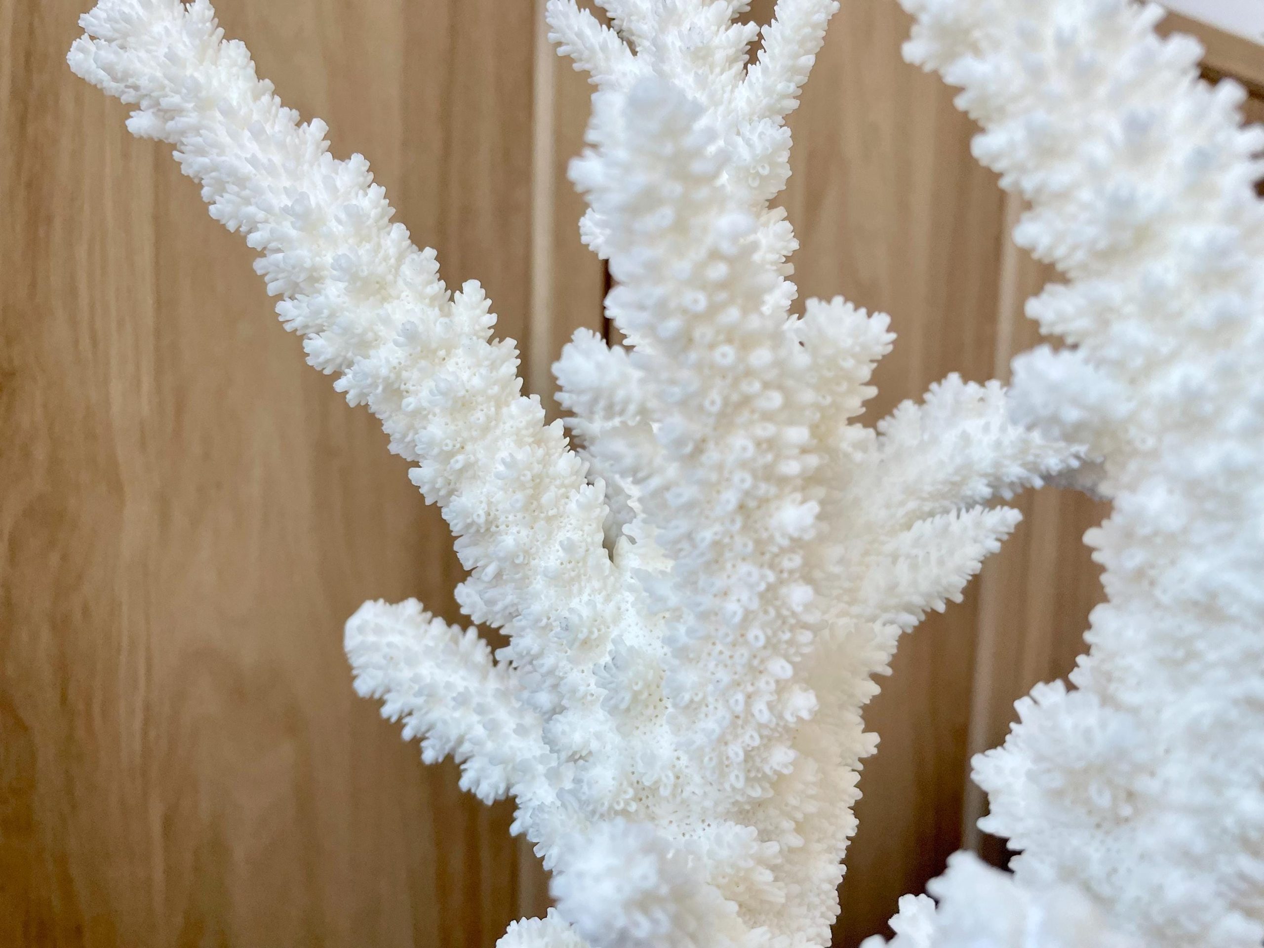 Mounted BRANCH CORAL 13.75" x 8.5" x 9" Fossil Specimen Coastal Display Beach House Décor - Image 6