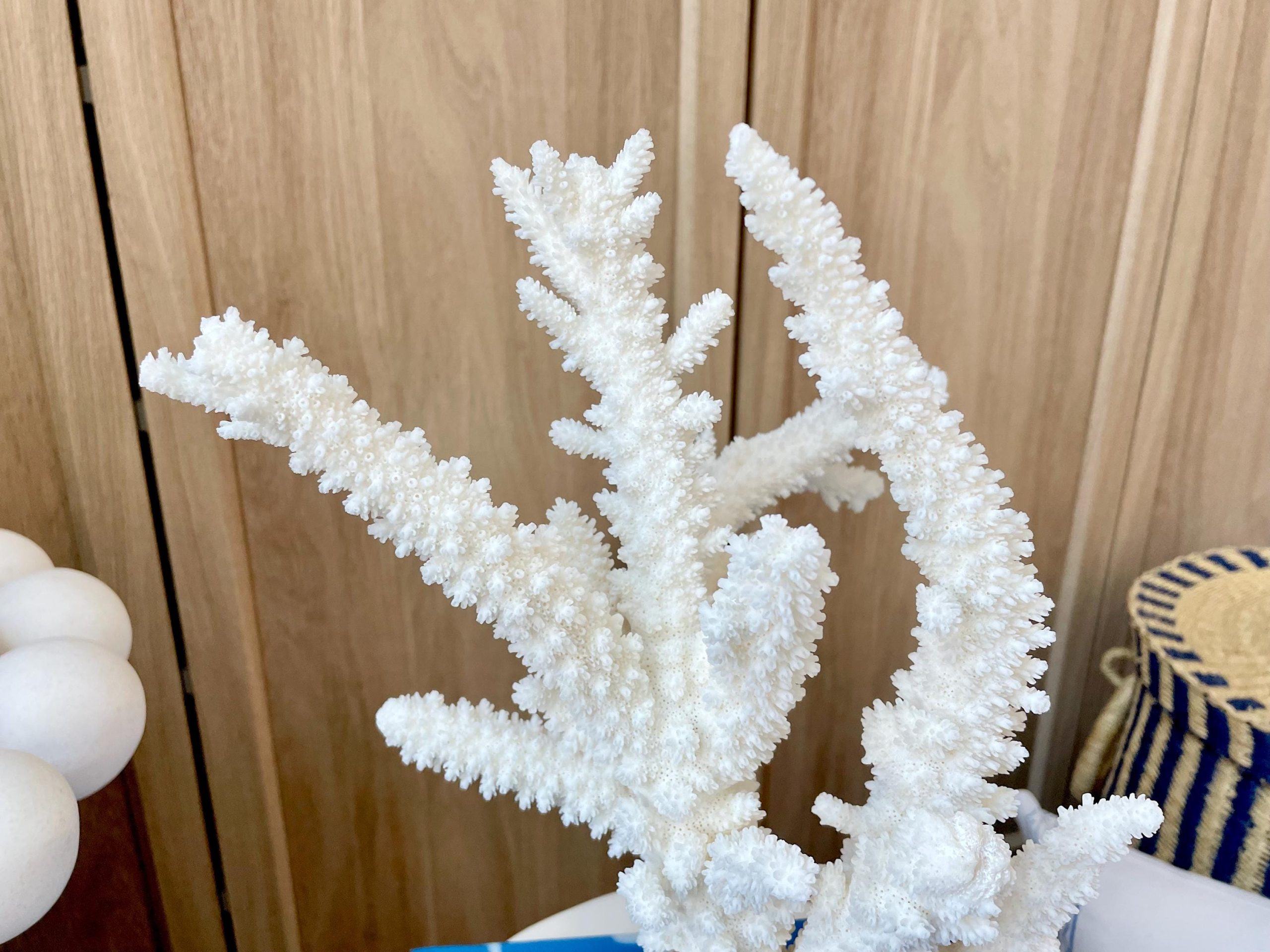 Mounted BRANCH CORAL 13.75" x 8.5" x 9" Fossil Specimen Coastal Display Beach House Décor - Image 7