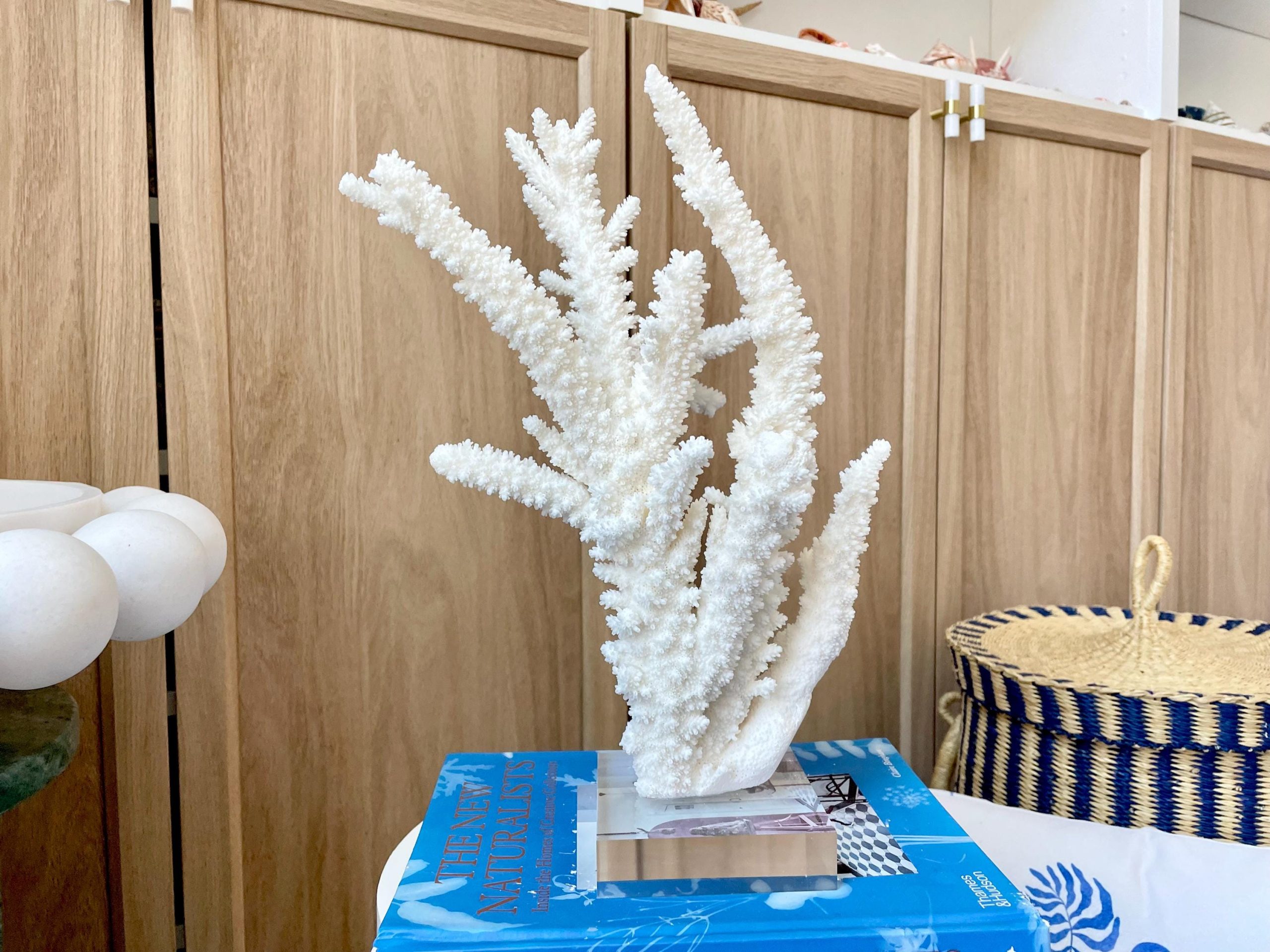 Mounted BRANCH CORAL 13.75" x 8.5" x 9" Fossil Specimen Coastal Display Beach House Décor - Image 12