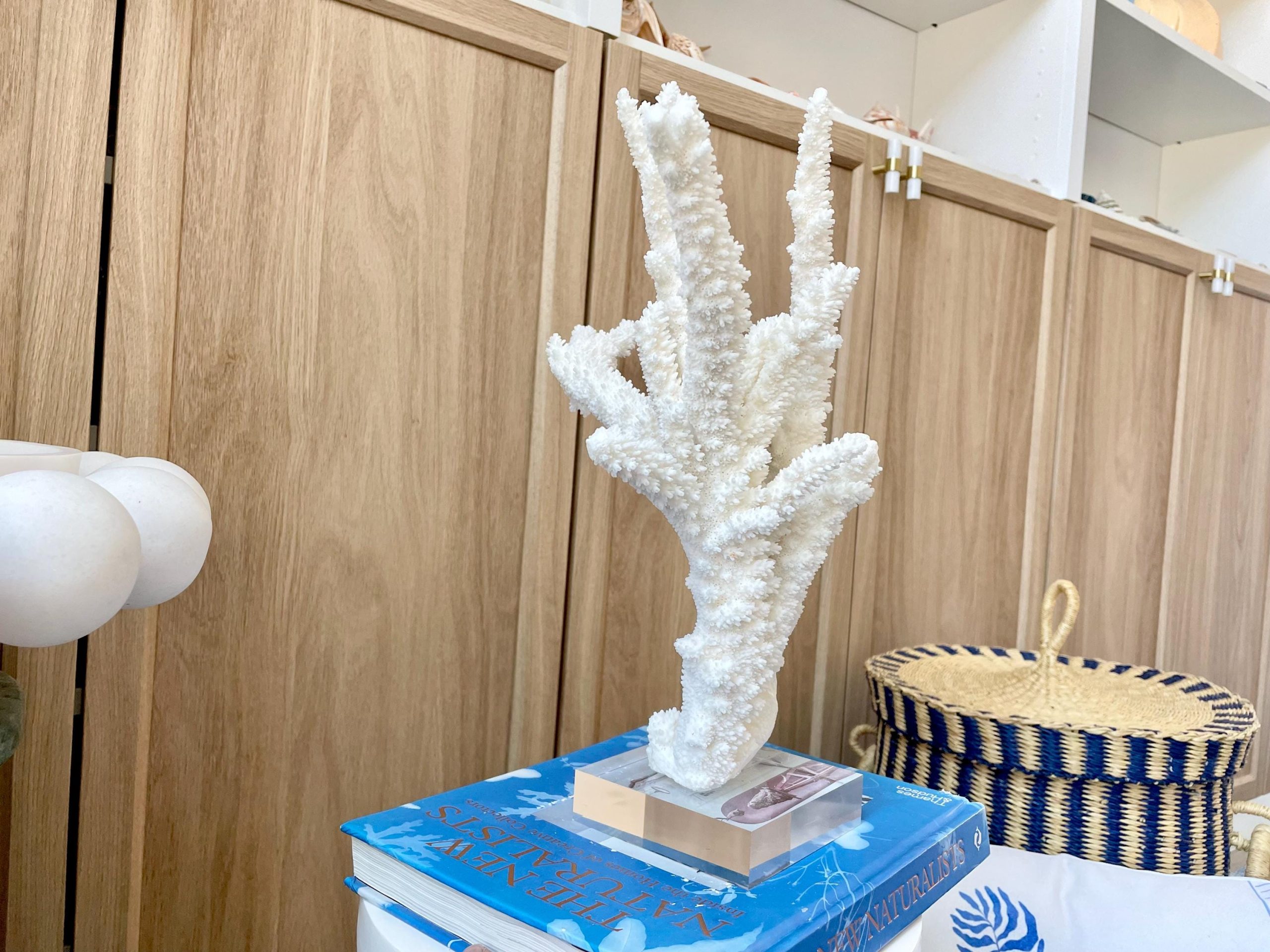 Mounted BRANCH CORAL 13.75" x 8.5" x 9" Fossil Specimen Coastal Display Beach House Décor - Image 13