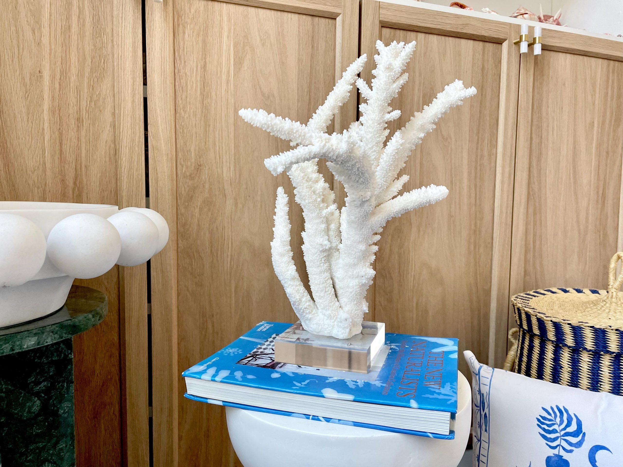 Mounted BRANCH CORAL 13.75" x 8.5" x 9" Fossil Specimen Coastal Display Beach House Décor - Image 14