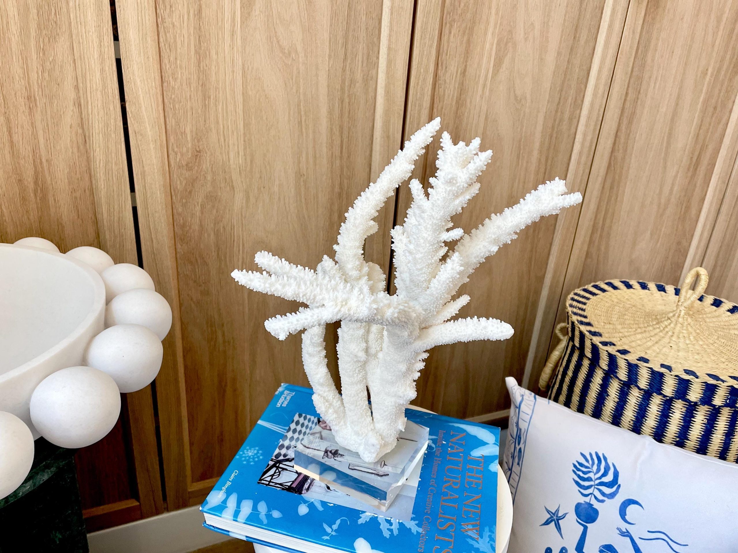 Mounted BRANCH CORAL 13.75" x 8.5" x 9" Fossil Specimen Coastal Display Beach House Décor