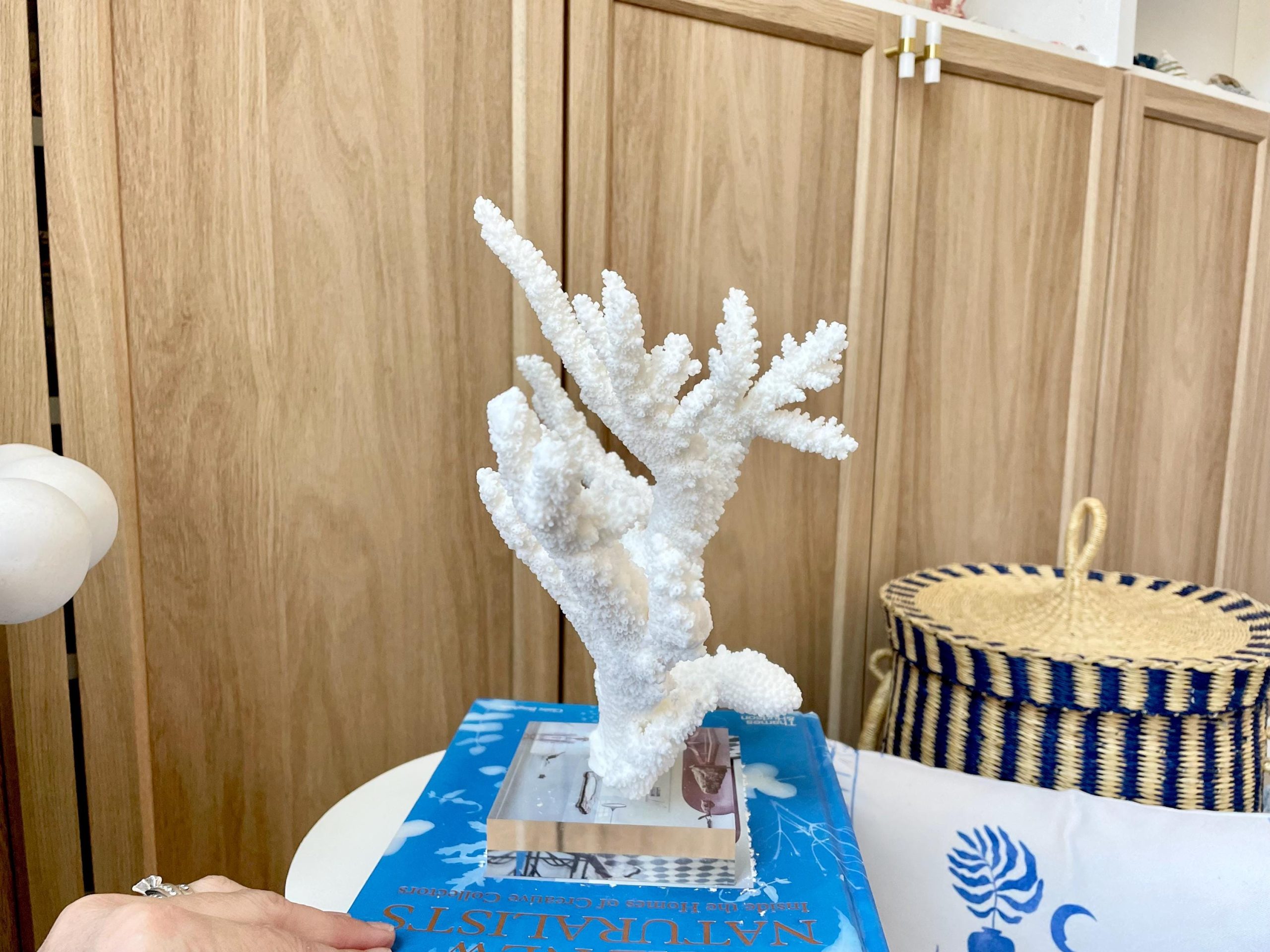 Mounted BRANCH CORAL 15" x 10.75" x 7.5" Fossil Specimen Coastal Display Beach House Décor - Image 5