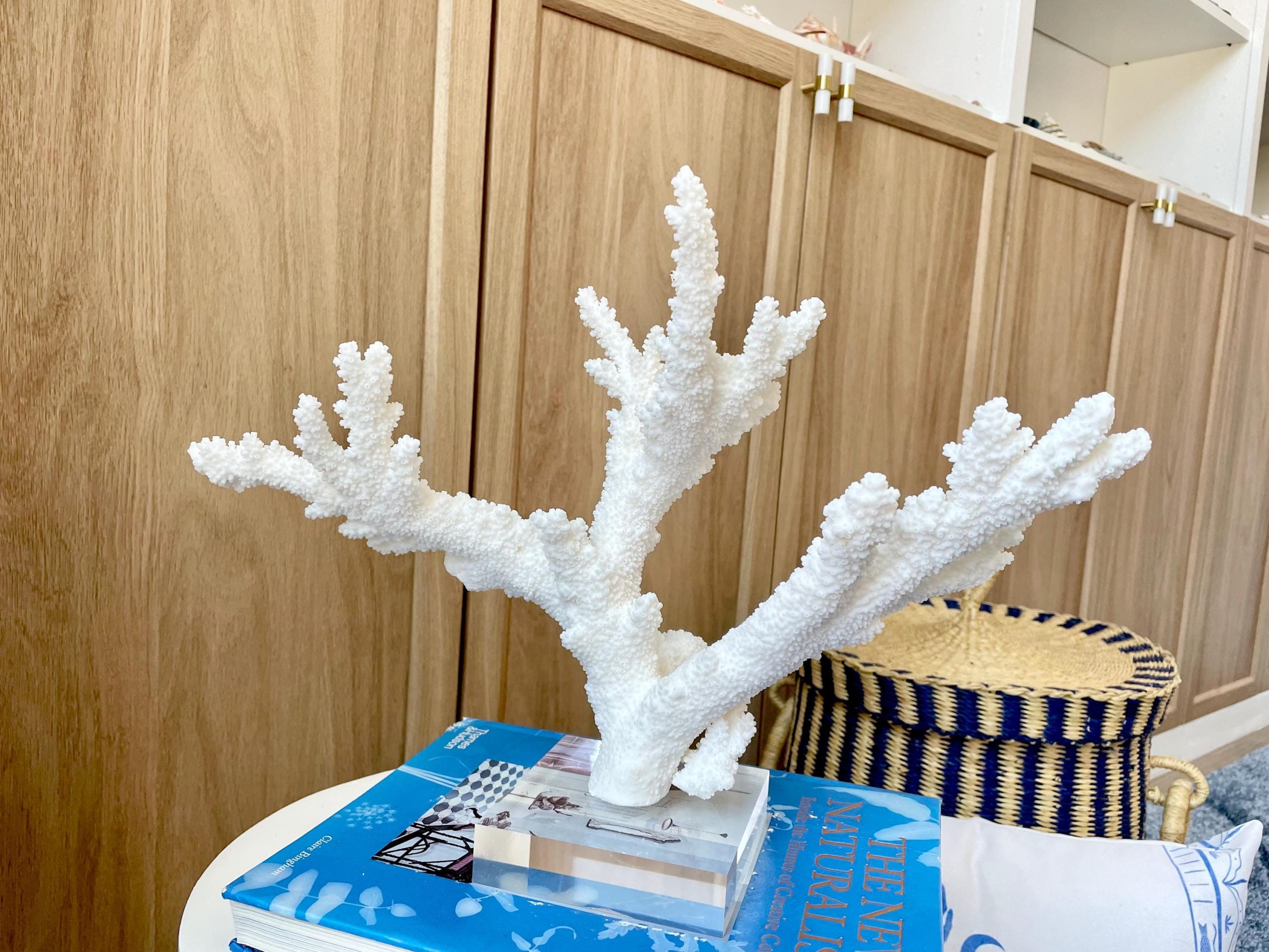 Mounted BRANCH CORAL 15" x 10.75" x 7.5" Fossil Specimen Coastal Display Beach House Décor - Image 7