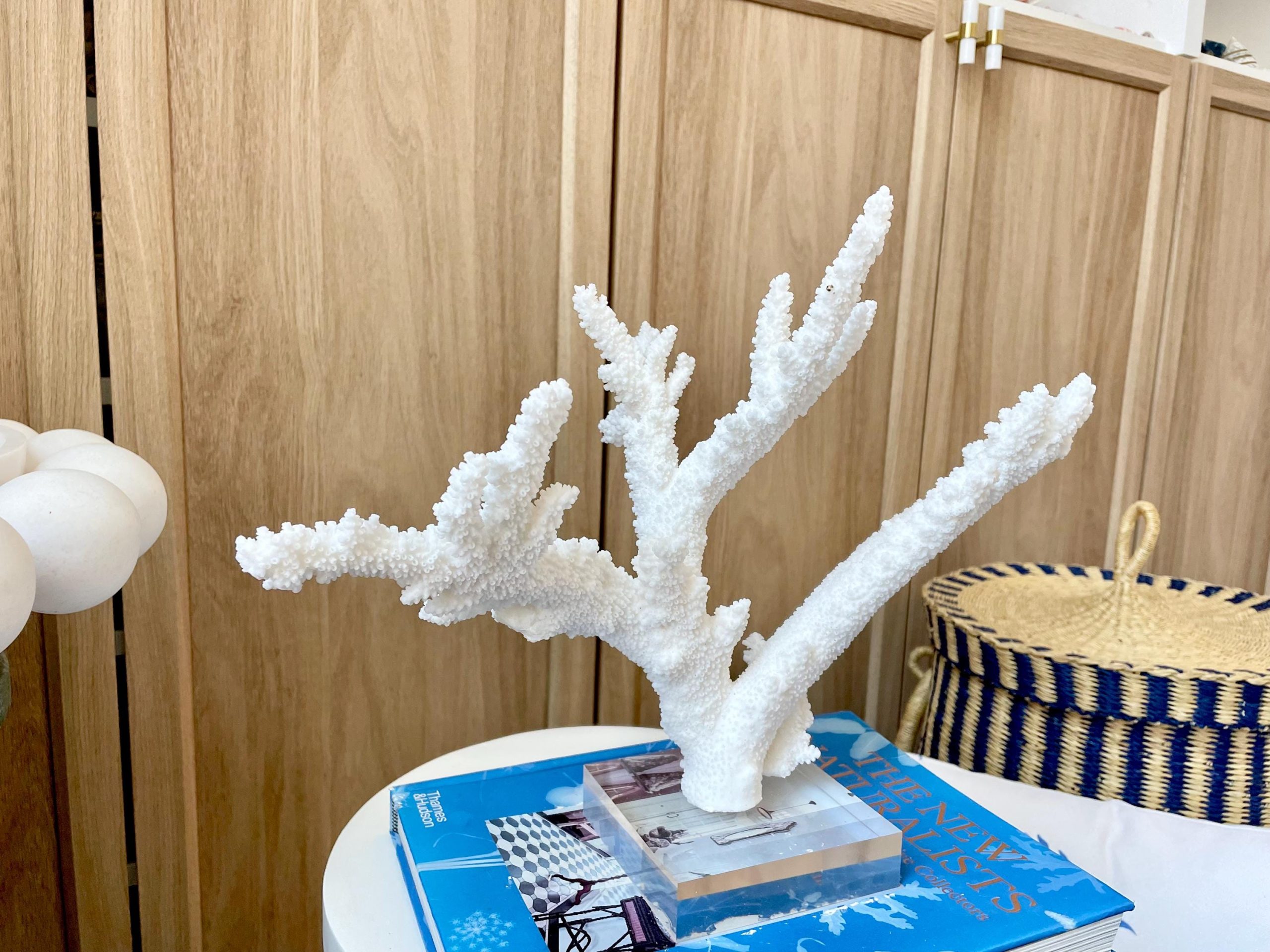 Mounted BRANCH CORAL 15" x 10.75" x 7.5" Fossil Specimen Coastal Display Beach House Décor - Image 10