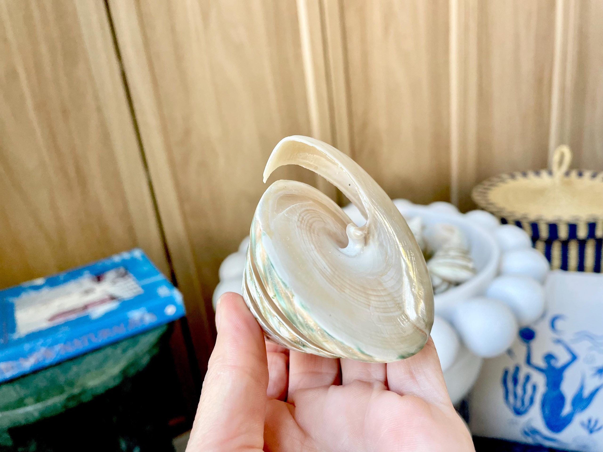 Green Spiral Cut Trochus Seashell: You Choose Size, Natural Shells Décor - Image 2