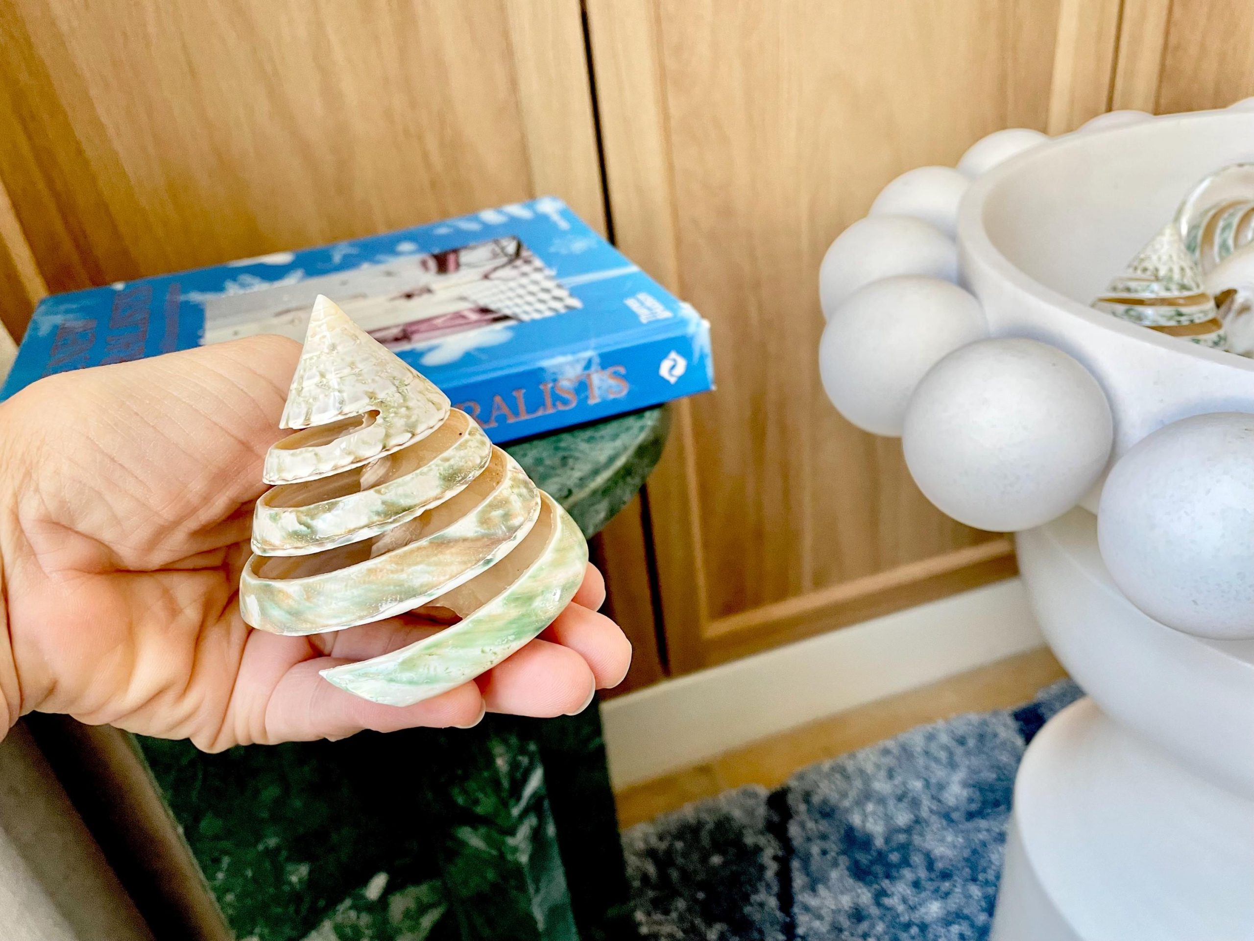 Green Spiral Cut Trochus Seashell: You Choose Size, Natural Shells Décor - Image 5