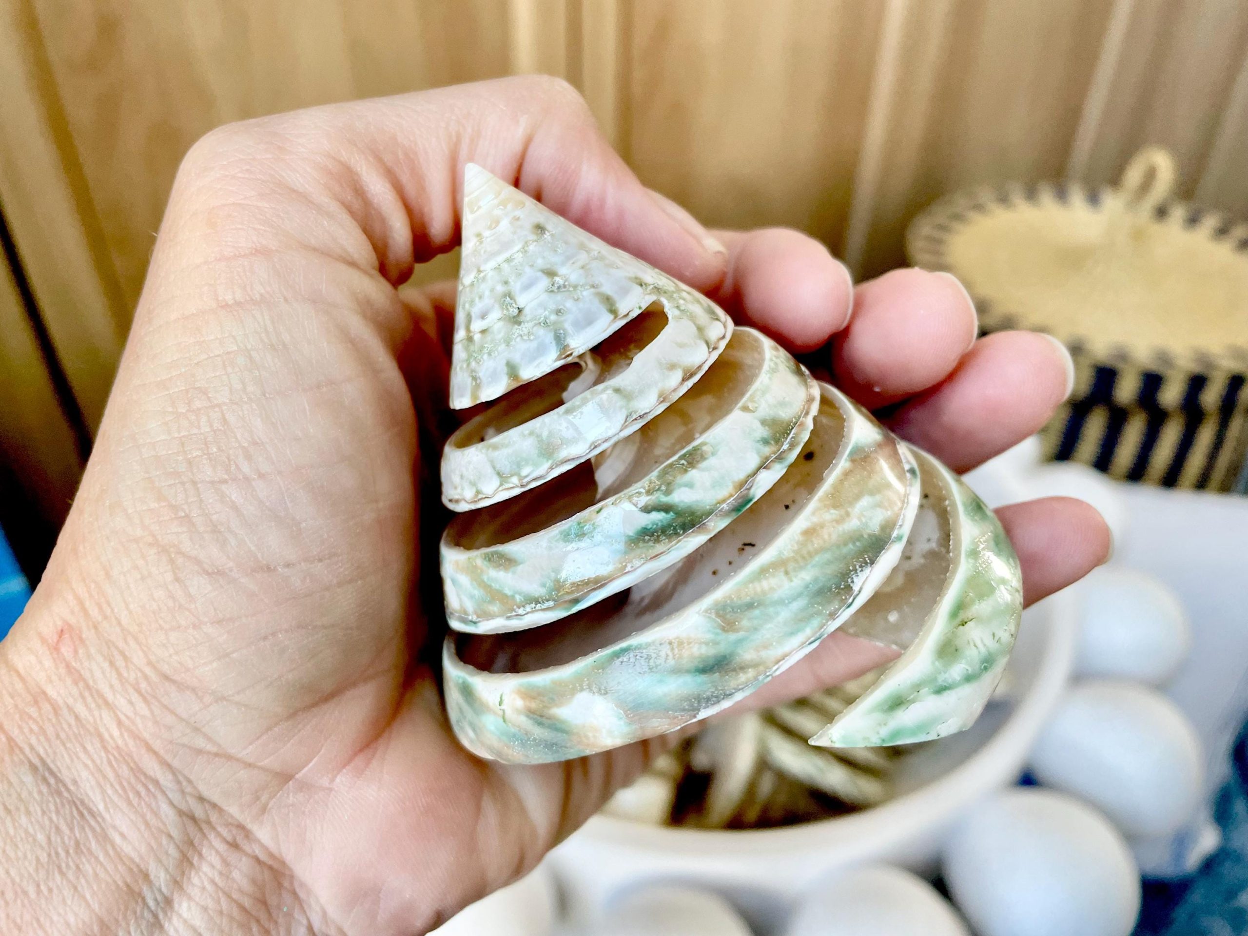 Green Spiral Cut Trochus Seashell: You Choose Size, Natural Shells Décor - Image 9
