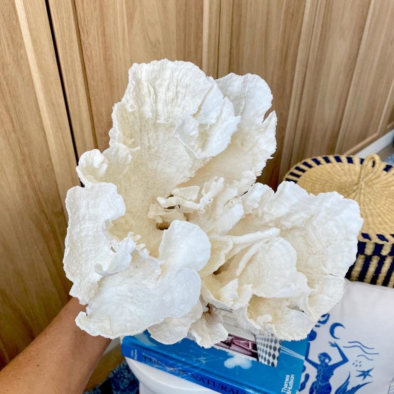 Natural Poca Coral Fossil: 9.5" x 9.5" x 8.5" Coastal Beach House White Décor