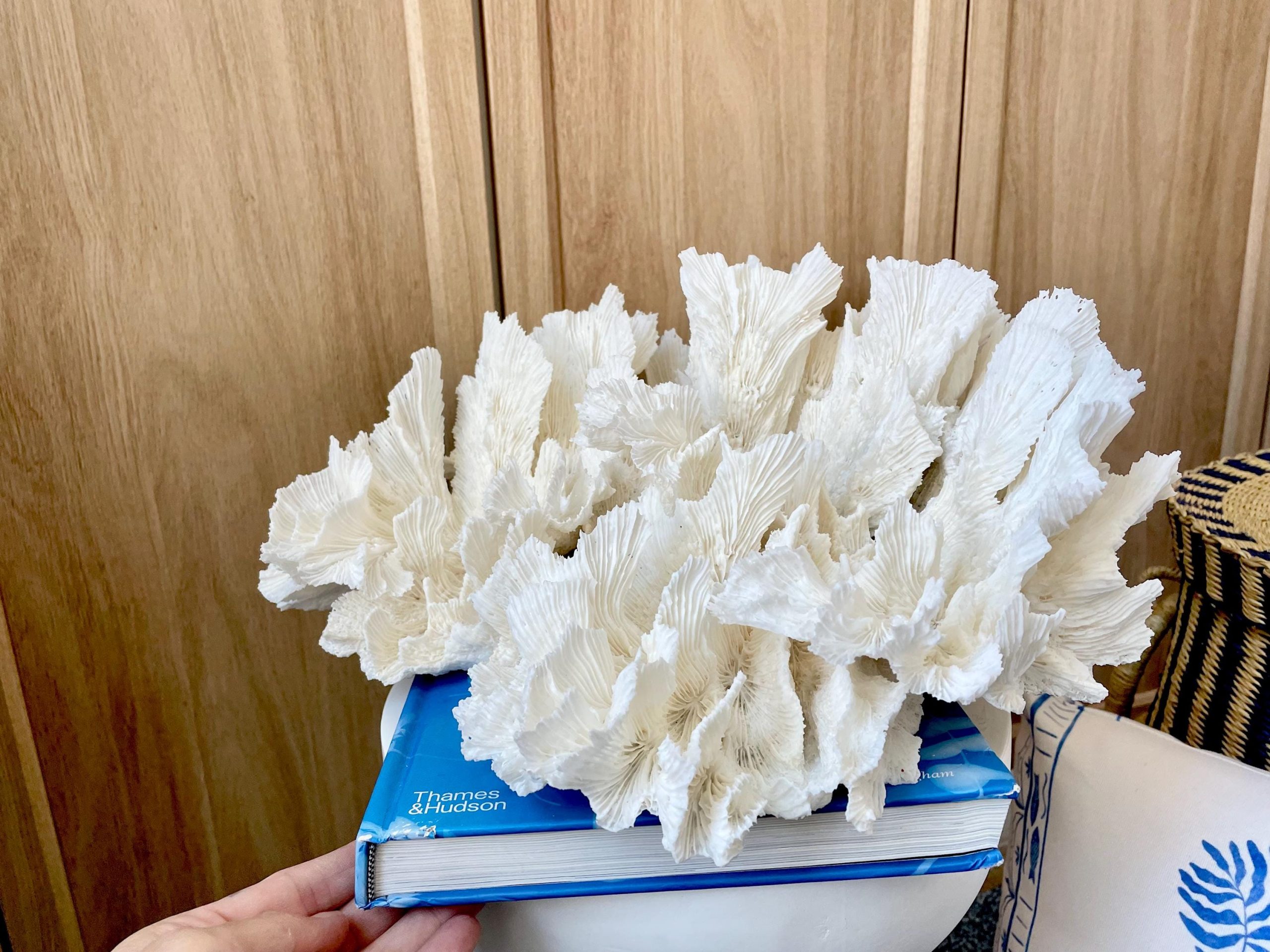 Natural Lettuce Coral Fossil: 15" x 13" x 6.5" Coastal Beach House White Décor - Image 8