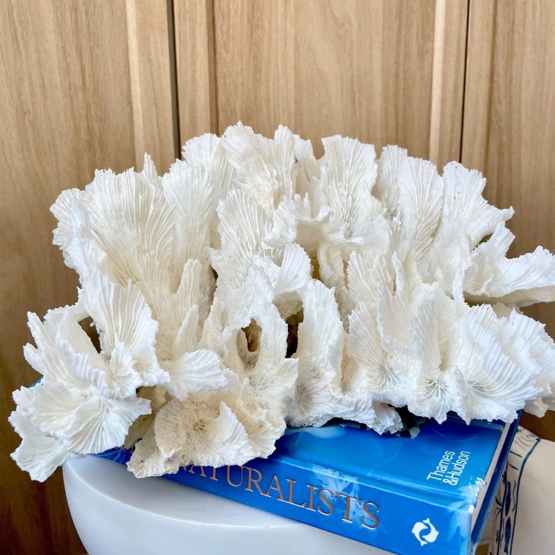 Natural Lettuce Coral Fossil: 15" x 13" x 6.5" Coastal Beach House White Décor