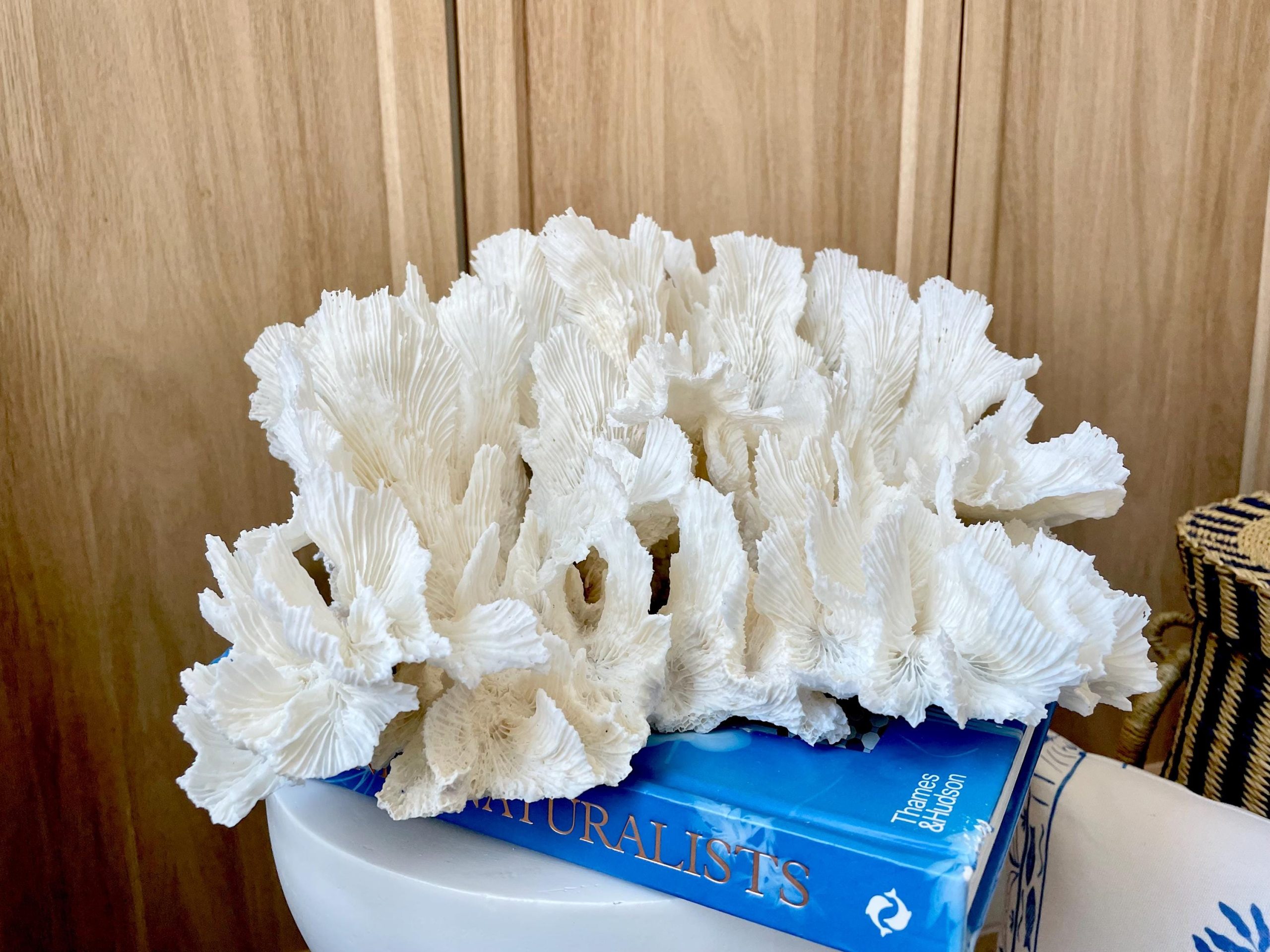 Natural Lettuce Coral Fossil: 15" x 13" x 6.5" Coastal Beach House White Décor