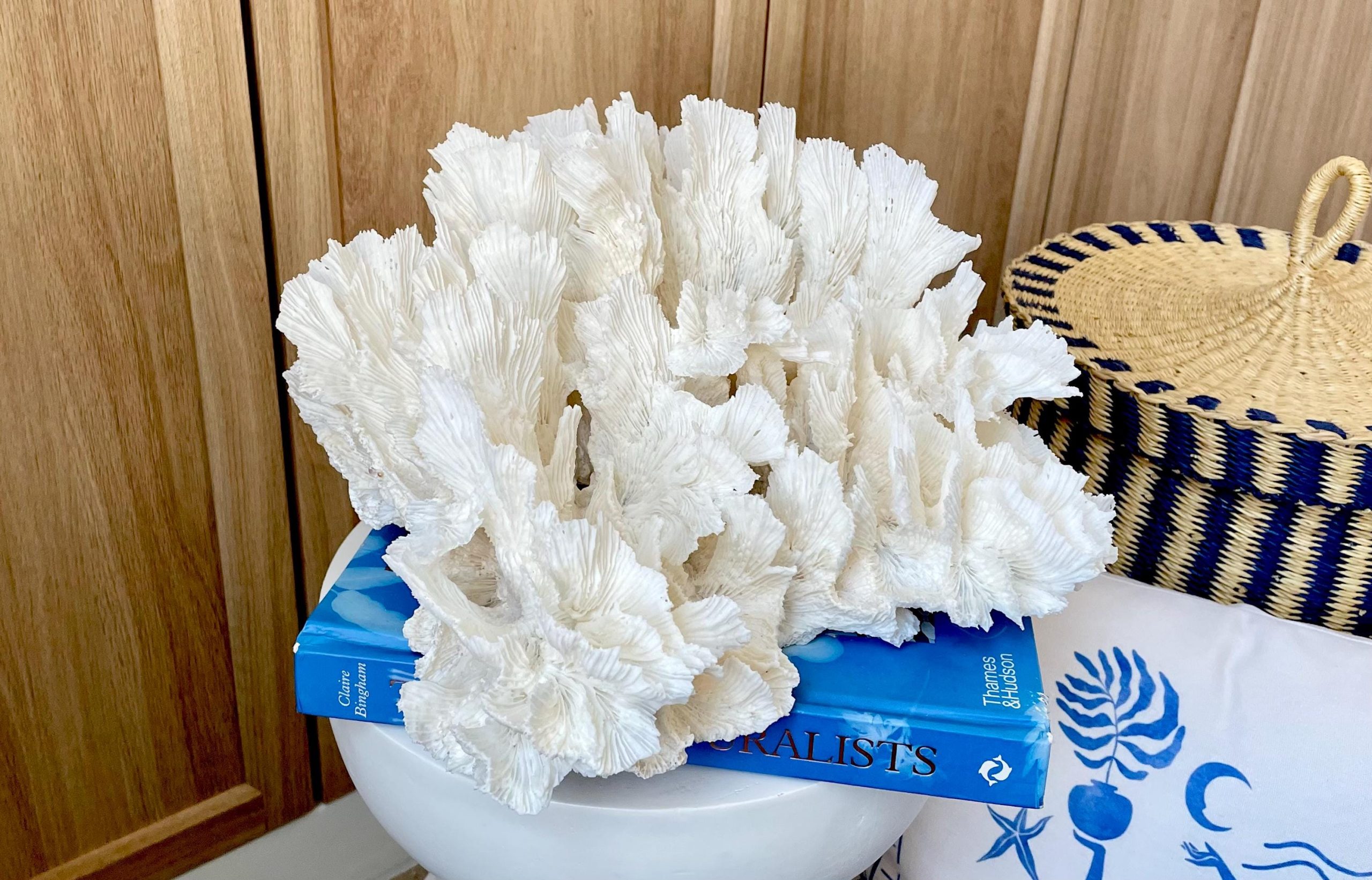 Natural Lettuce Coral Fossil: 15" x 13" x 6.5" Coastal Beach House White Décor - Image 12