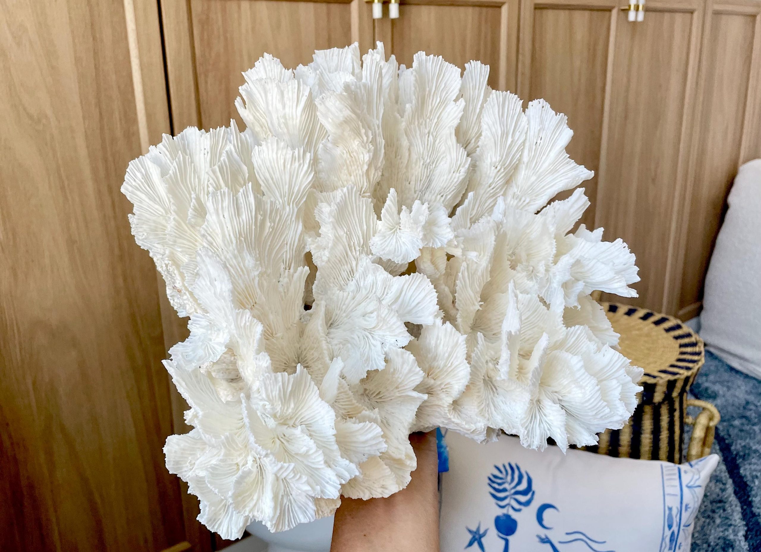 Natural Lettuce Coral Fossil: 15" x 13" x 6.5" Coastal Beach House White Décor - Image 13