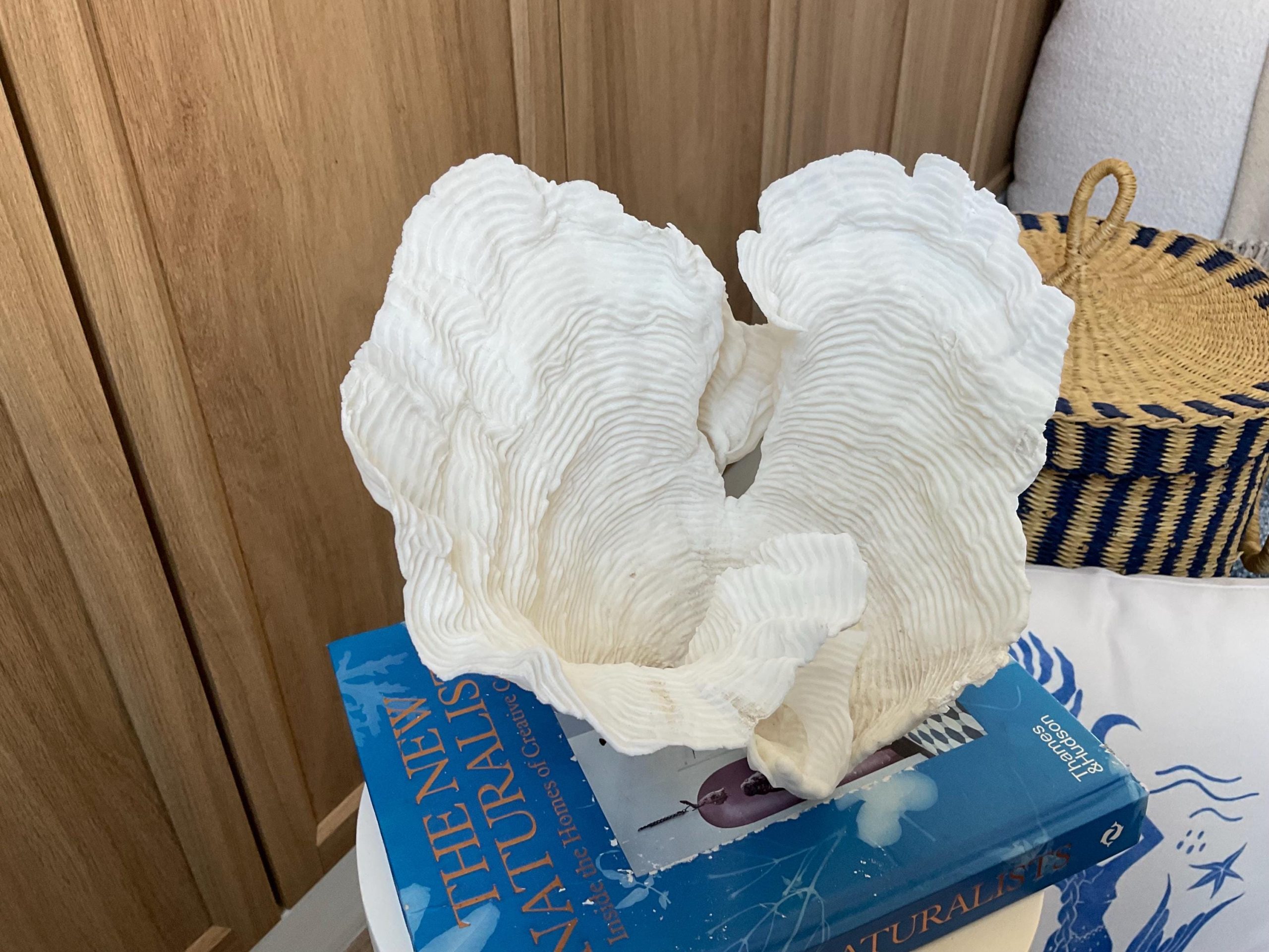 Cup Rugosa Coral Fossil Specimen: 9” x 8.5” x 8.5” Coastal Beach House Décor - Image 5