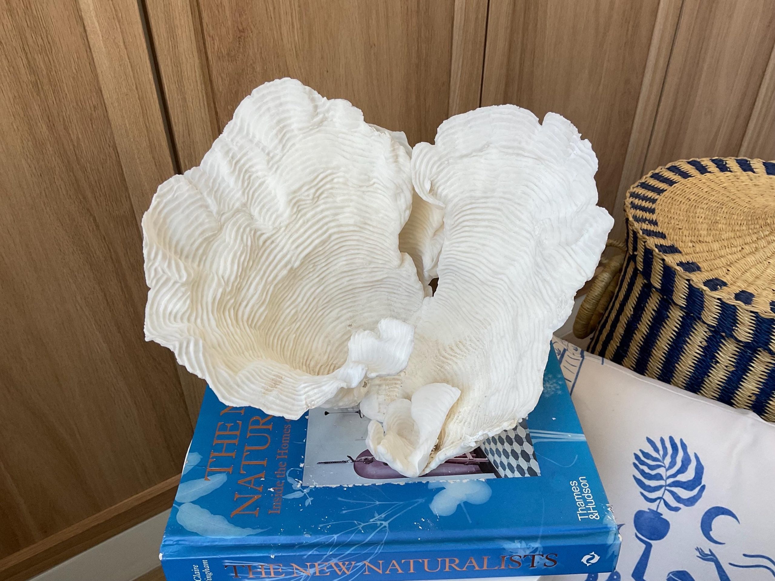 Cup Rugosa Coral Fossil Specimen: 9” x 8.5” x 8.5” Coastal Beach House Décor - Image 3