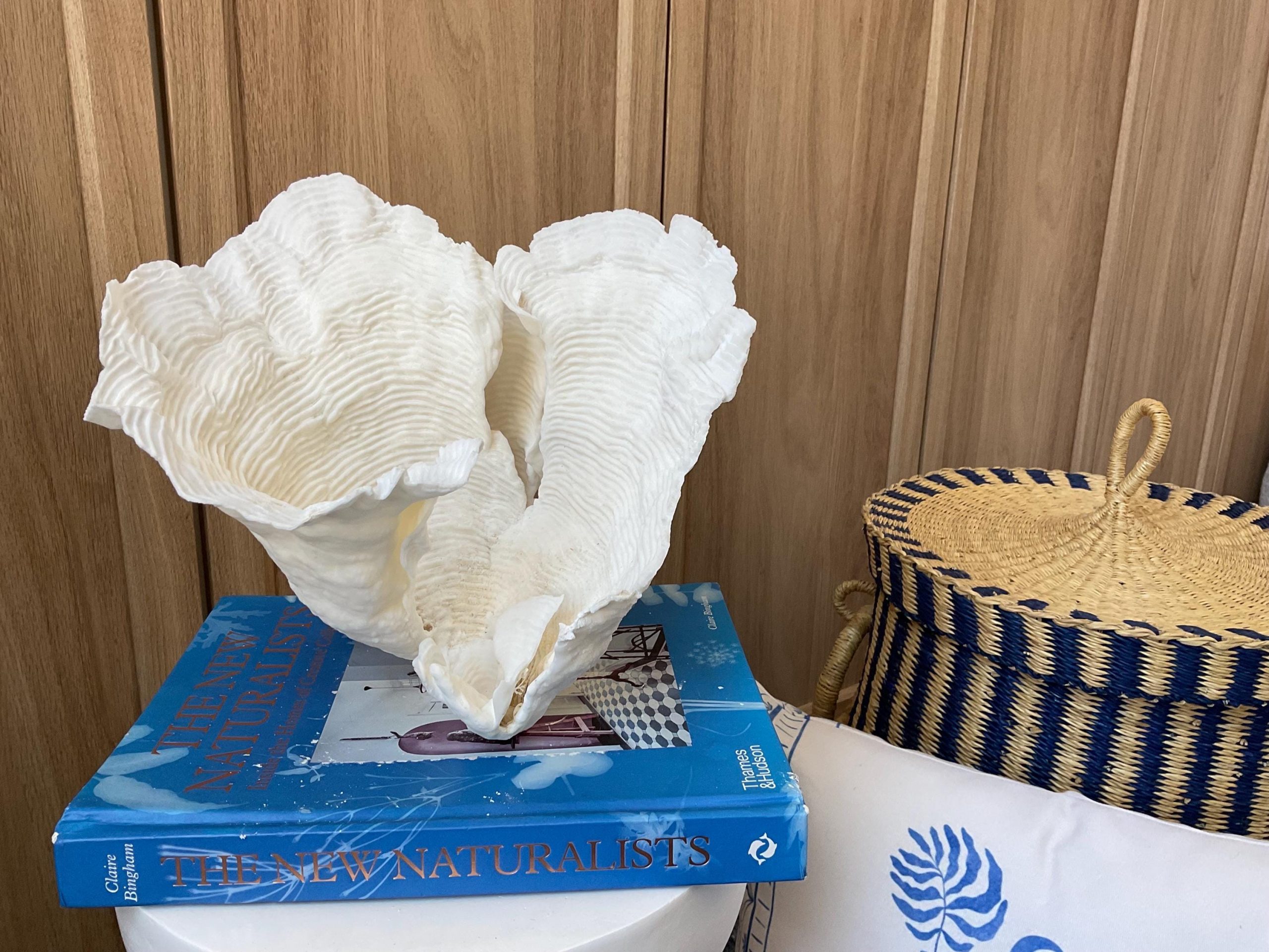 Cup Rugosa Coral Fossil Specimen: 9” x 8.5” x 8.5” Coastal Beach House Décor - Image 2