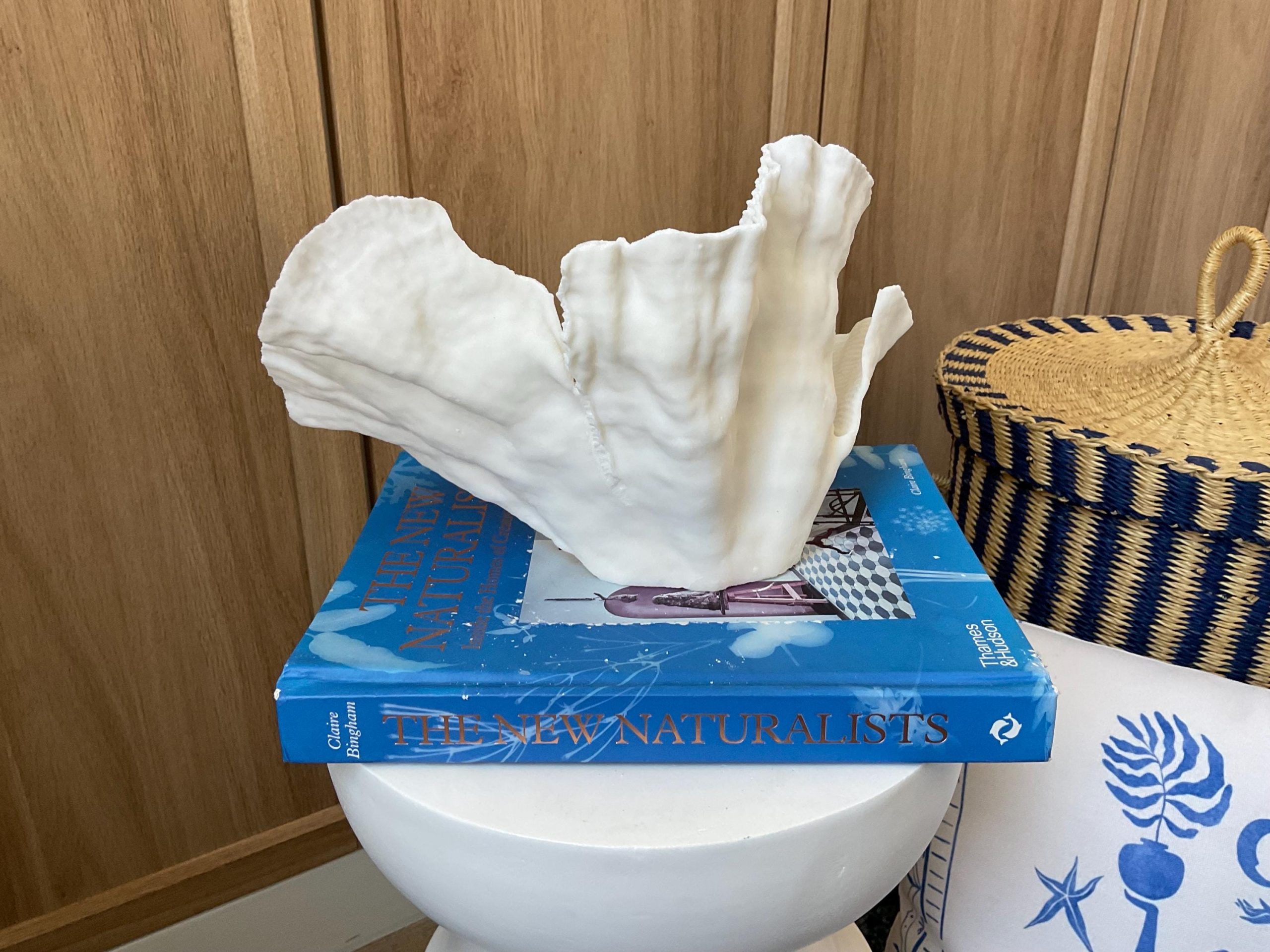 Cup Rugosa Coral Fossil Specimen: 11” x 6” x 7” Coastal Beach House Décor - Image 10