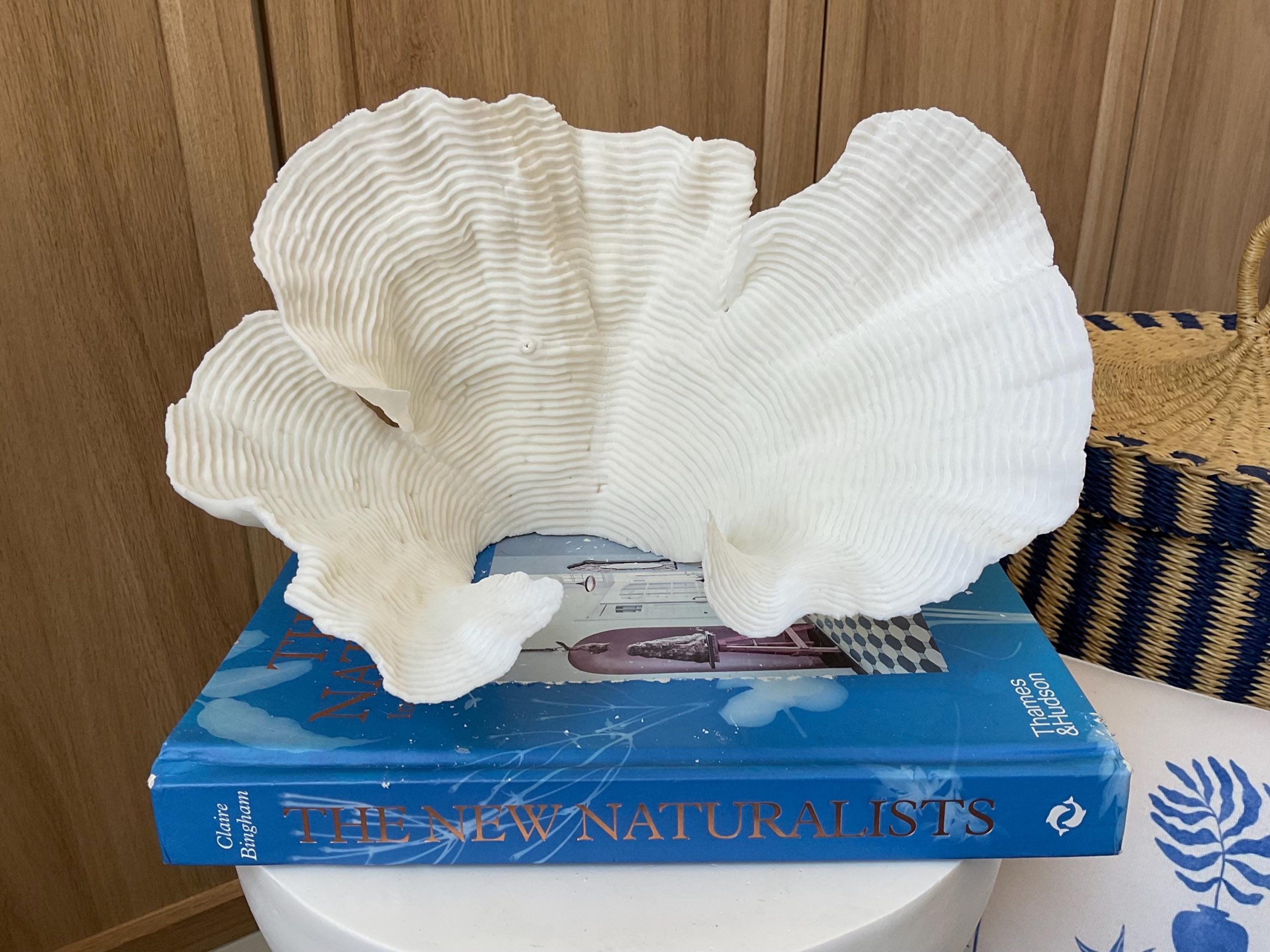 Cup Rugosa Coral Fossil Specimen: 11” x 6” x 7” Coastal Beach House Décor - Image 3