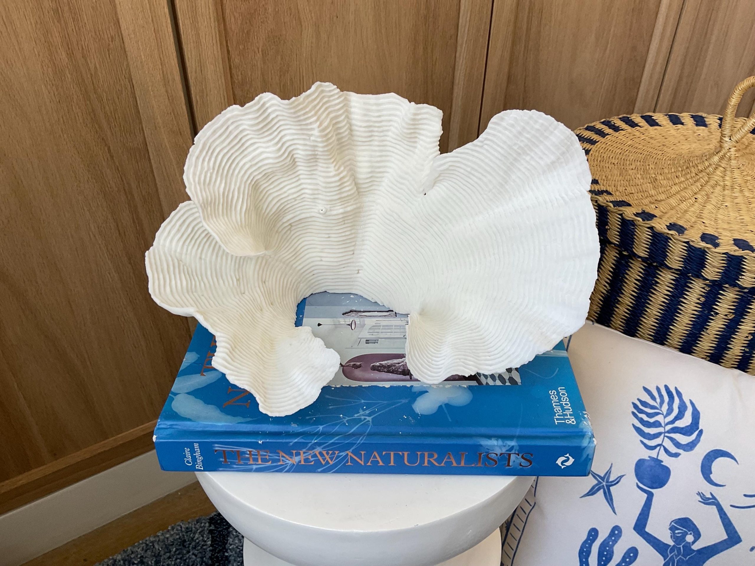 Cup Rugosa Coral Fossil Specimen: 11” x 6” x 7” Coastal Beach House Décor - Image 4