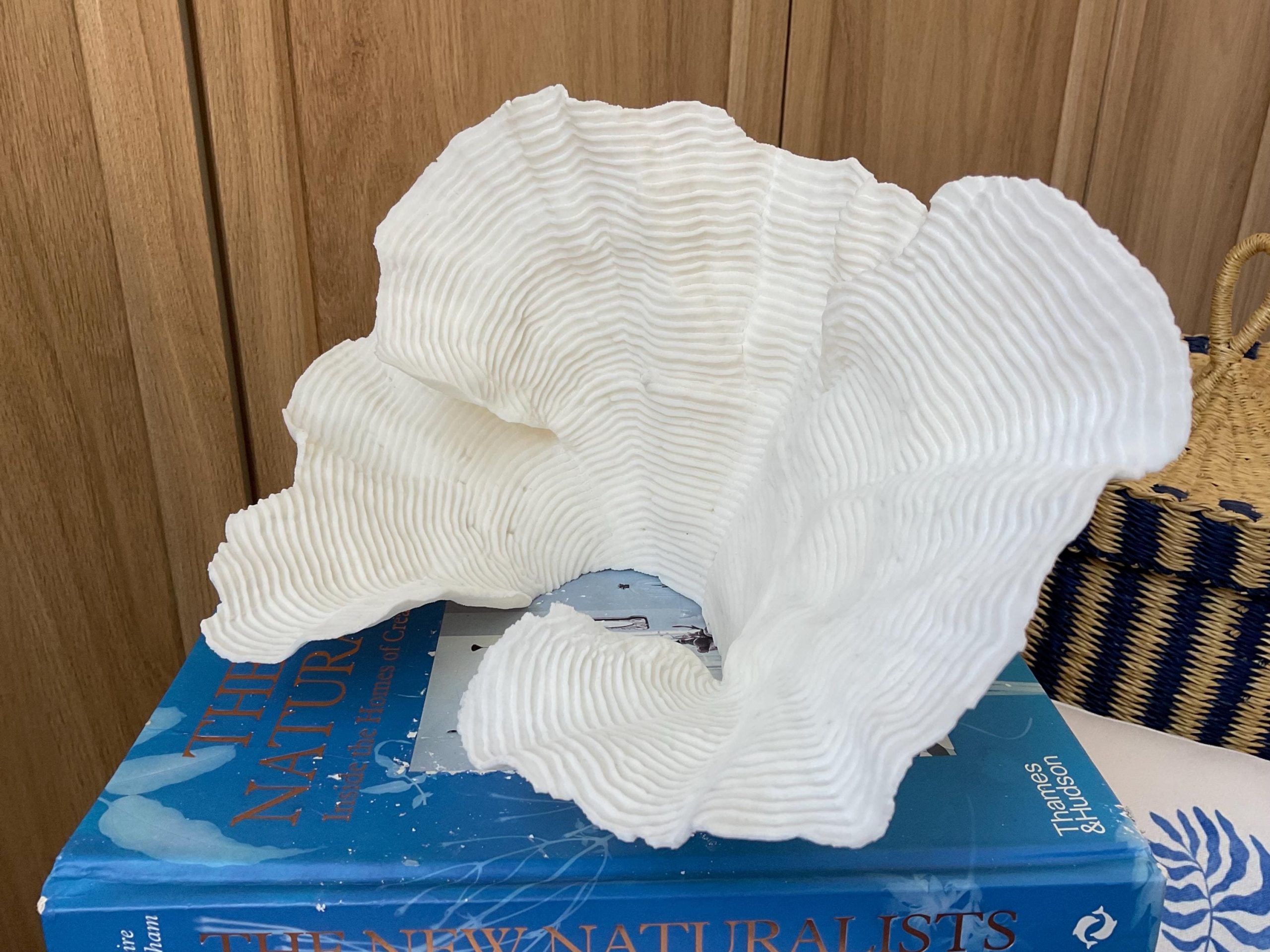 Cup Rugosa Coral Fossil Specimen: 11” x 6” x 7” Coastal Beach House Décor - Image 8