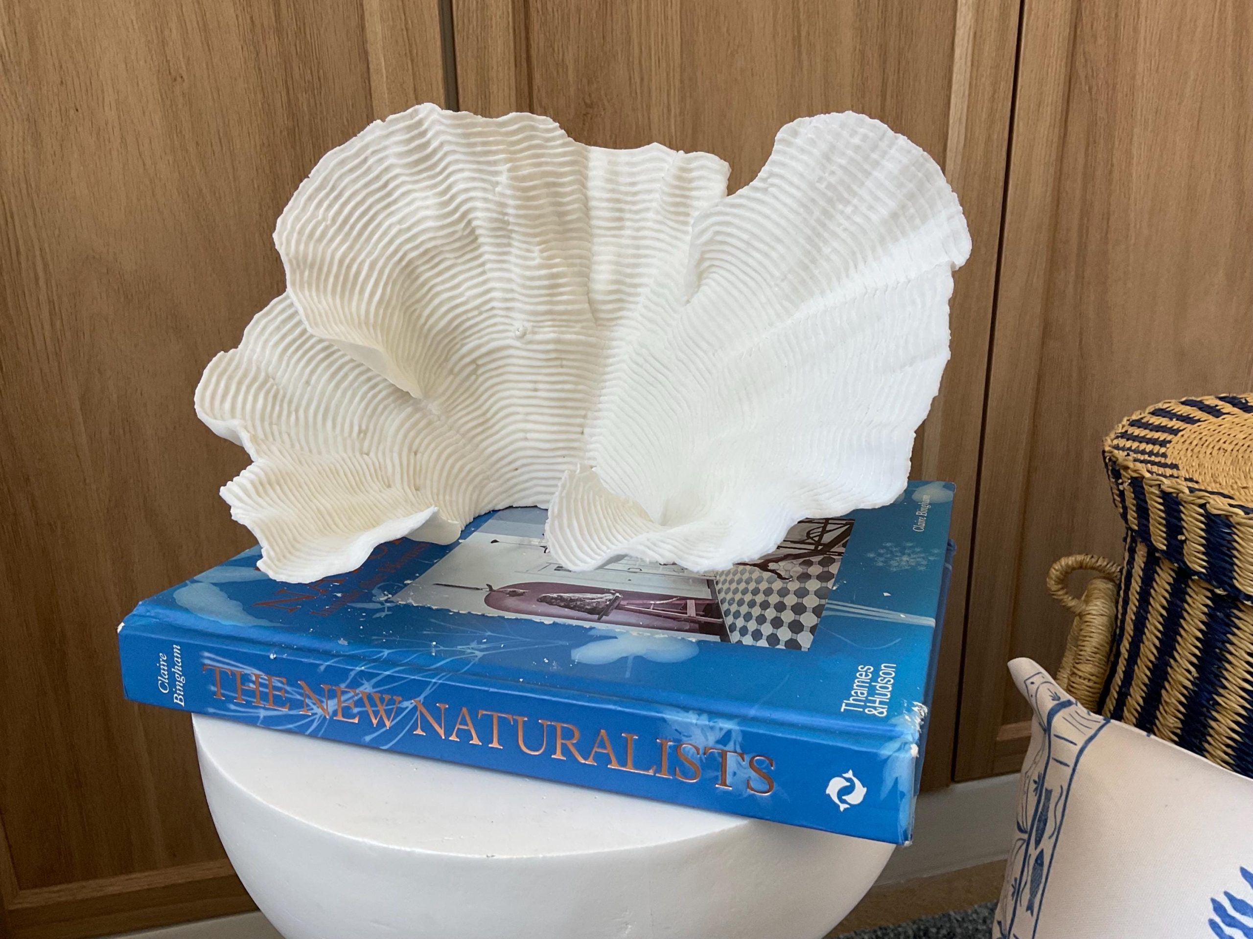 Cup Rugosa Coral Fossil Specimen: 11” x 6” x 7” Coastal Beach House Décor - Image 9