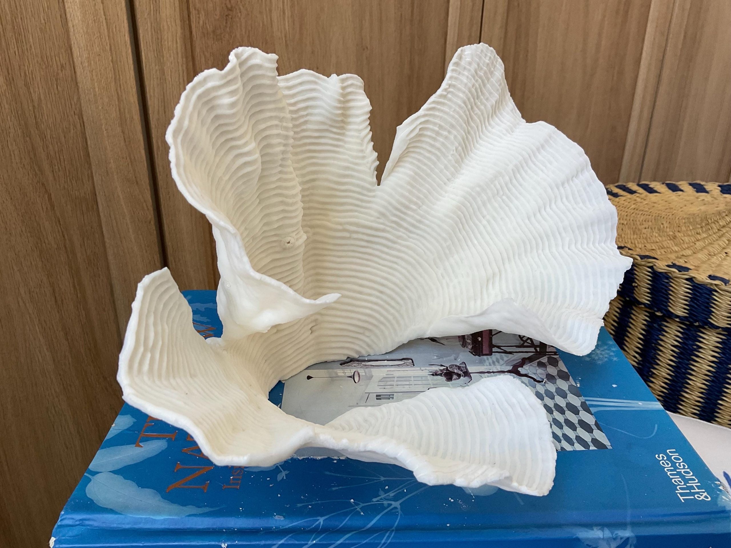 Cup Rugosa Coral Fossil Specimen: 11” x 6” x 7” Coastal Beach House Décor - Image 5