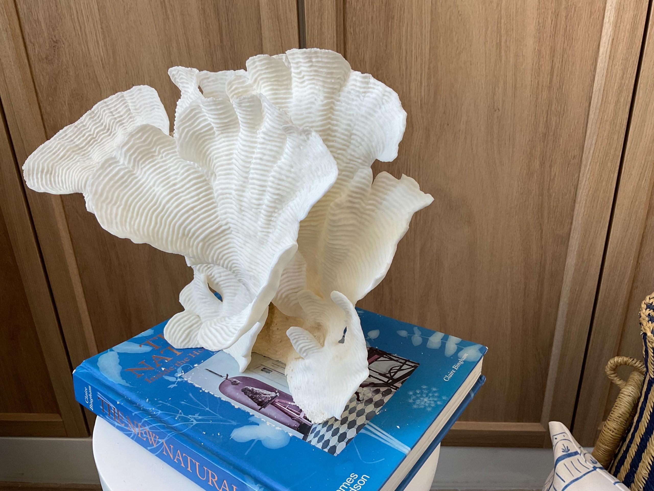 Cup Rugosa Coral Fossil Specimen: 12.5” x 9” x 6” Coastal Beach House Décor - Image 4