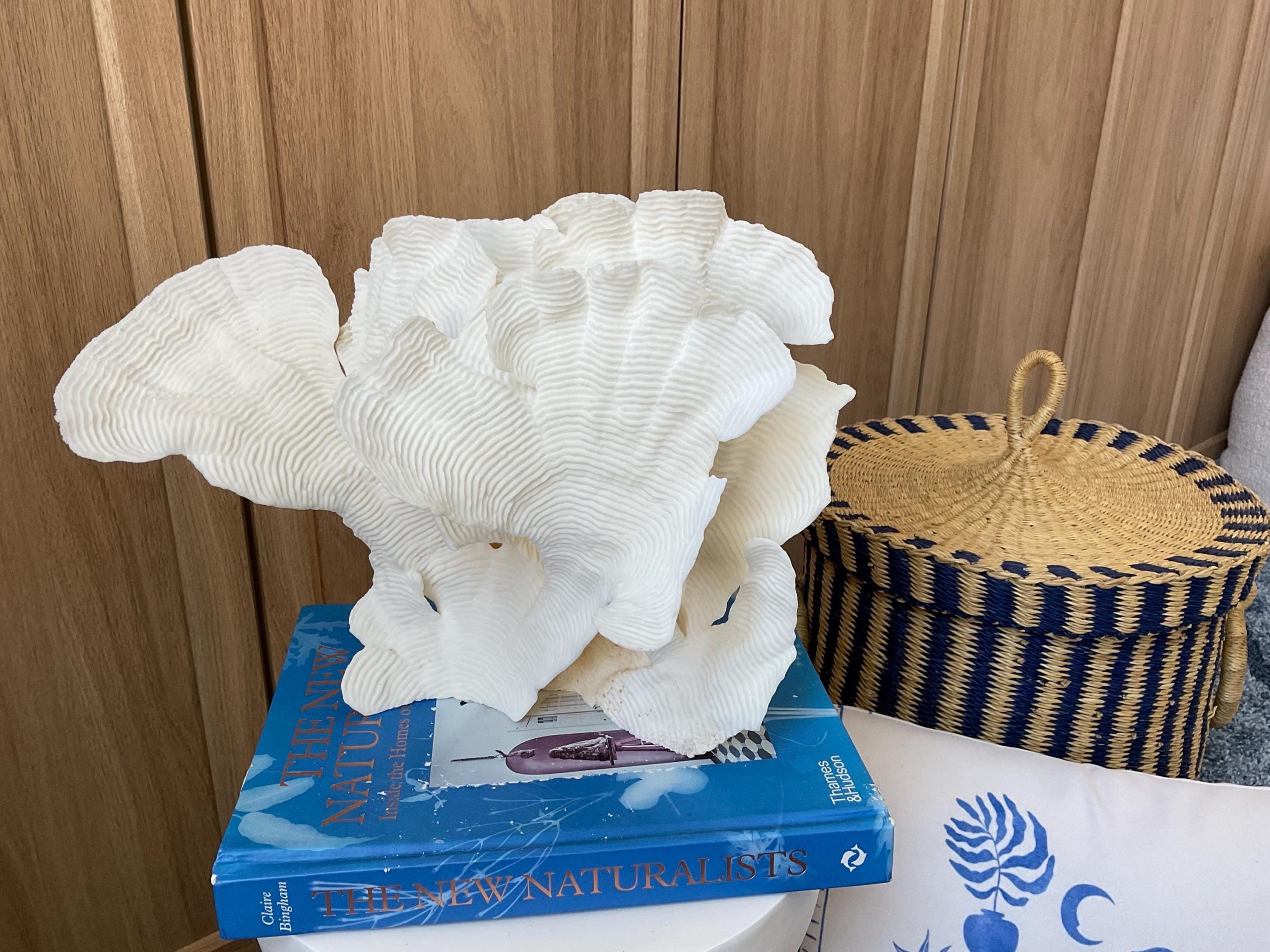 Cup Rugosa Coral Fossil Specimen: 12.5” x 9” x 6” Coastal Beach House Décor - Image 3