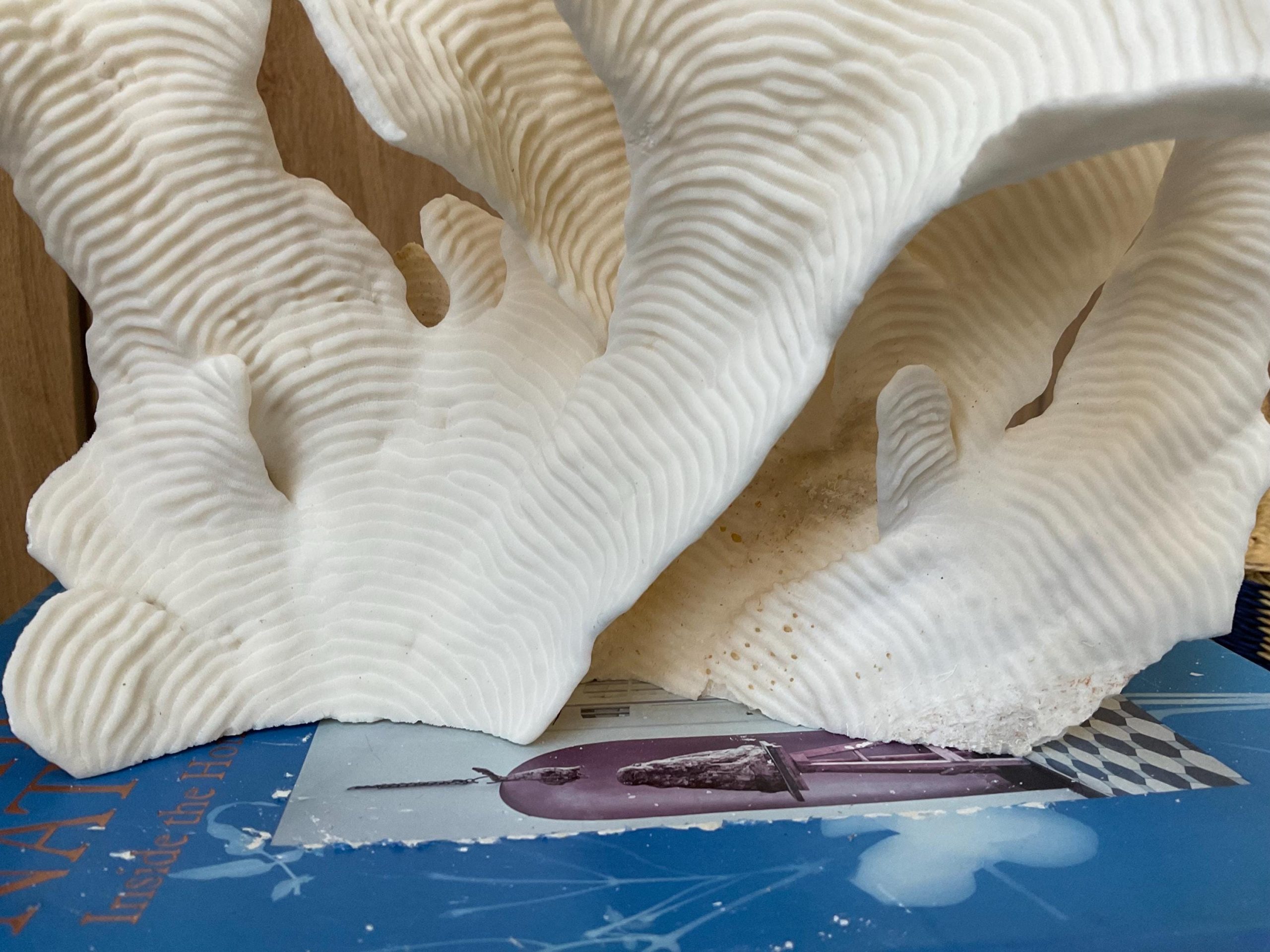 Cup Rugosa Coral Fossil Specimen: 12.5” x 9” x 6” Coastal Beach House Décor - Image 8