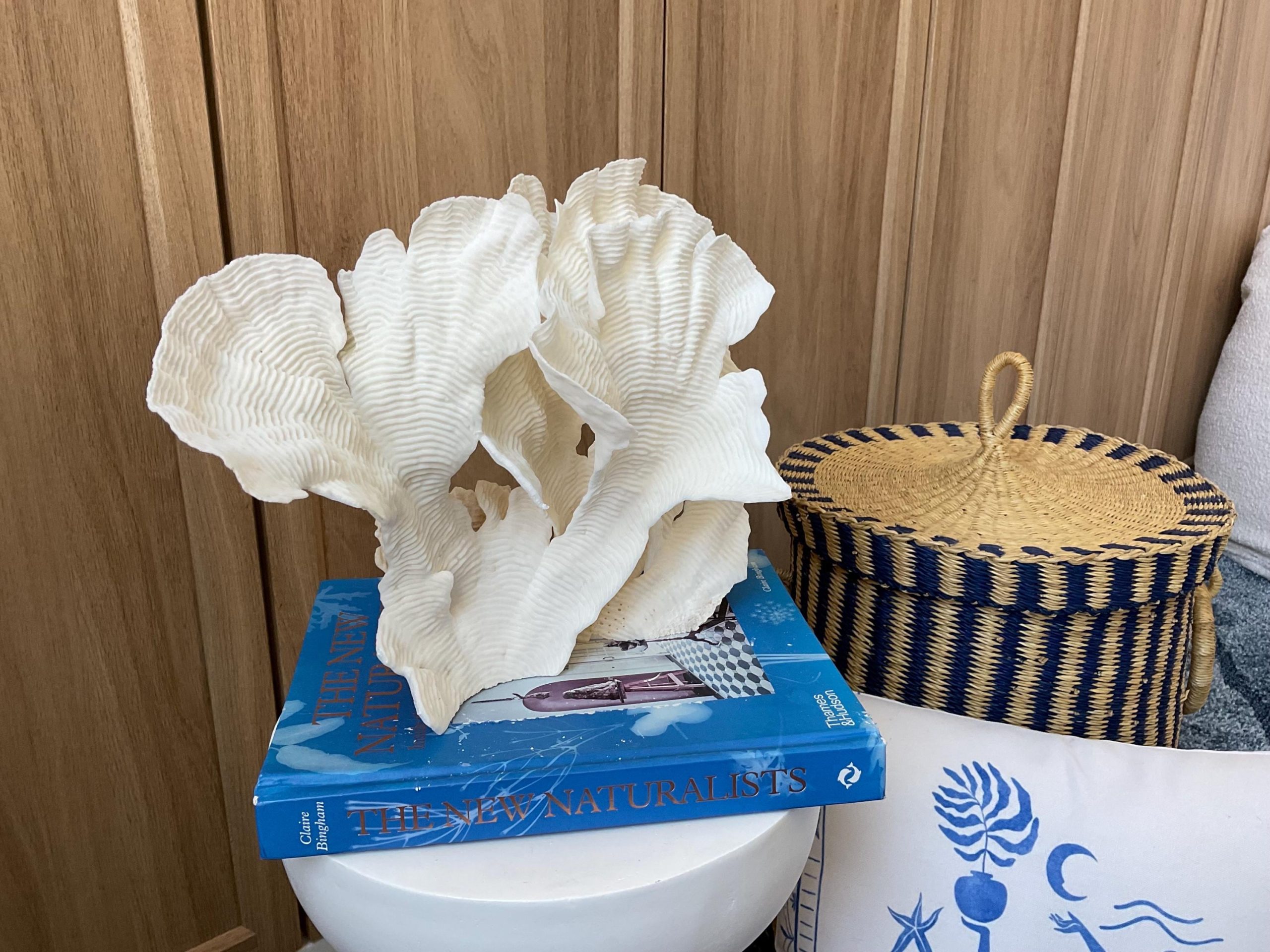 Cup Rugosa Coral Fossil Specimen: 12.5” x 9” x 6” Coastal Beach House Décor