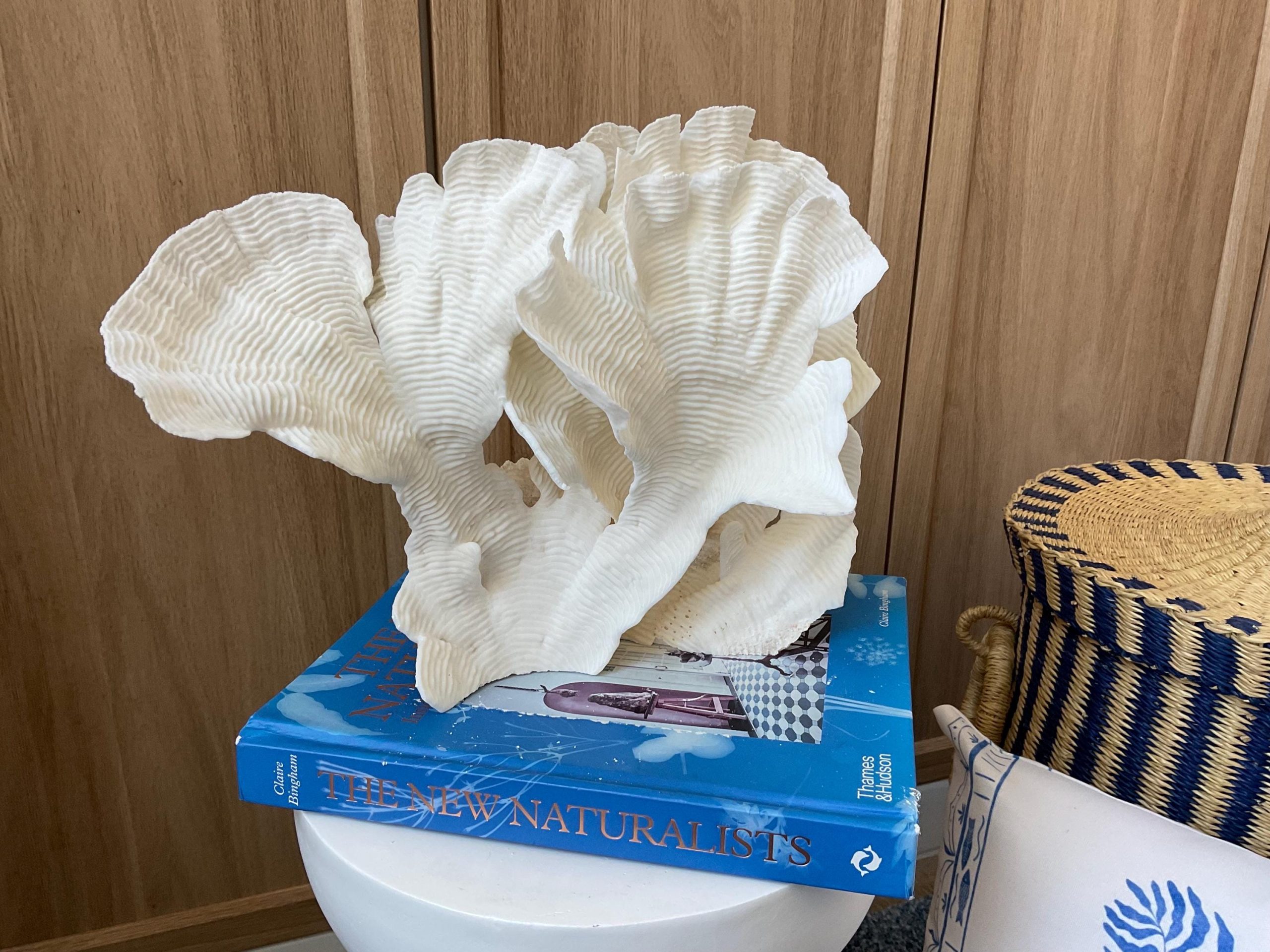 Cup Rugosa Coral Fossil Specimen: 12.5” x 9” x 6” Coastal Beach House Décor - Image 2