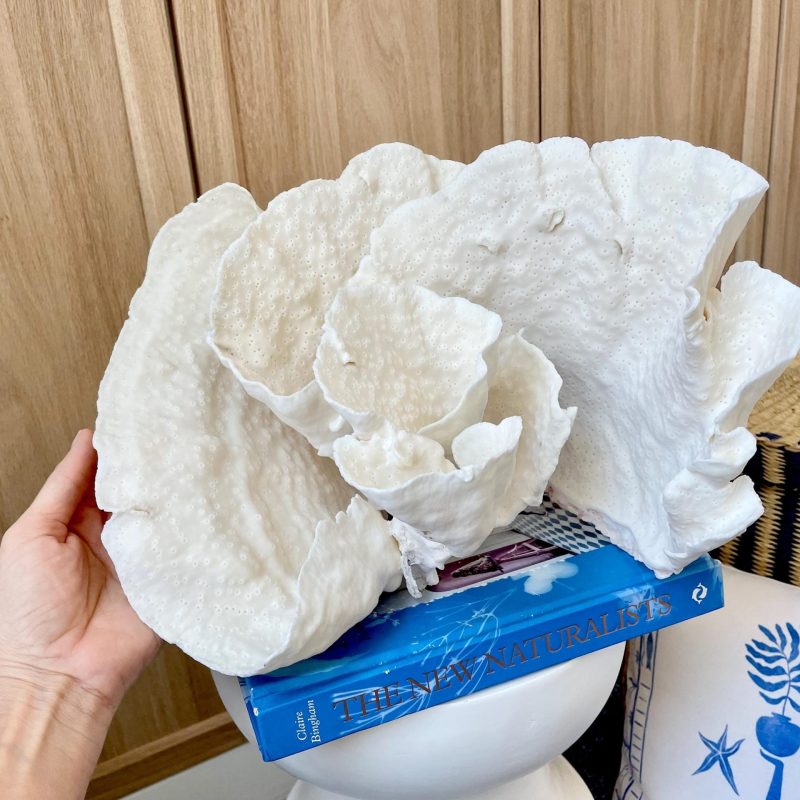 Natural Spiral Cup Coral Fossil: 13.25" x 11" x 8.75" Coastal Beach House White Décor