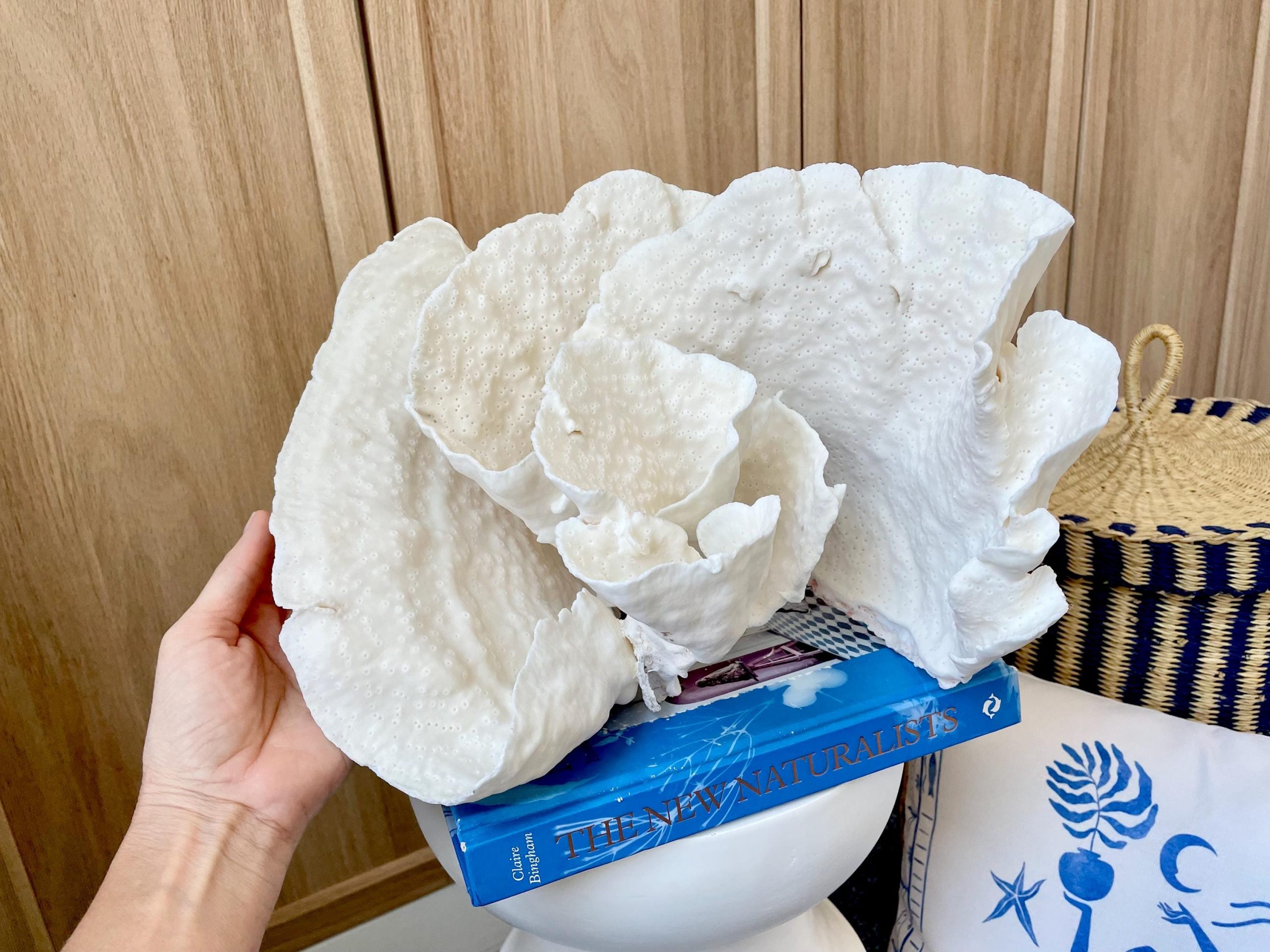 Natural Spiral Cup Coral Fossil: 13.25" x 11" x 8.75" Coastal Beach House White Décor