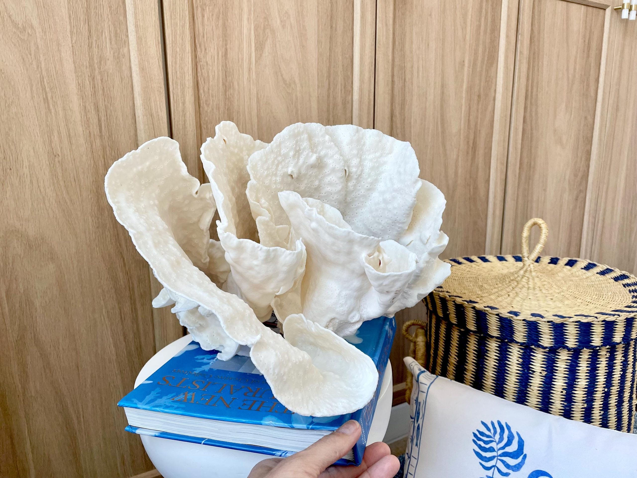 Natural Spiral Cup Coral Fossil: 13.25" x 11" x 8.75" Coastal Beach House White Décor - Image 4