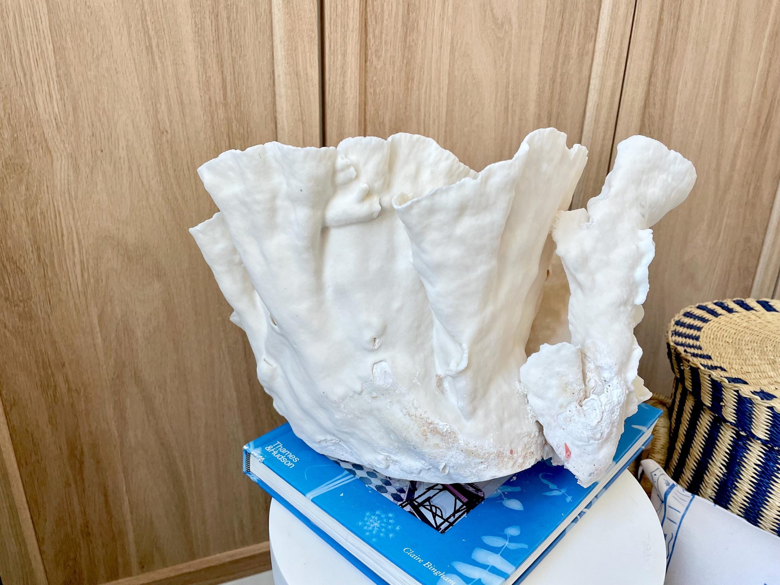 Natural Spiral Cup Coral Fossil: 13.25" x 11" x 8.75" Coastal Beach House White Décor - Image 7