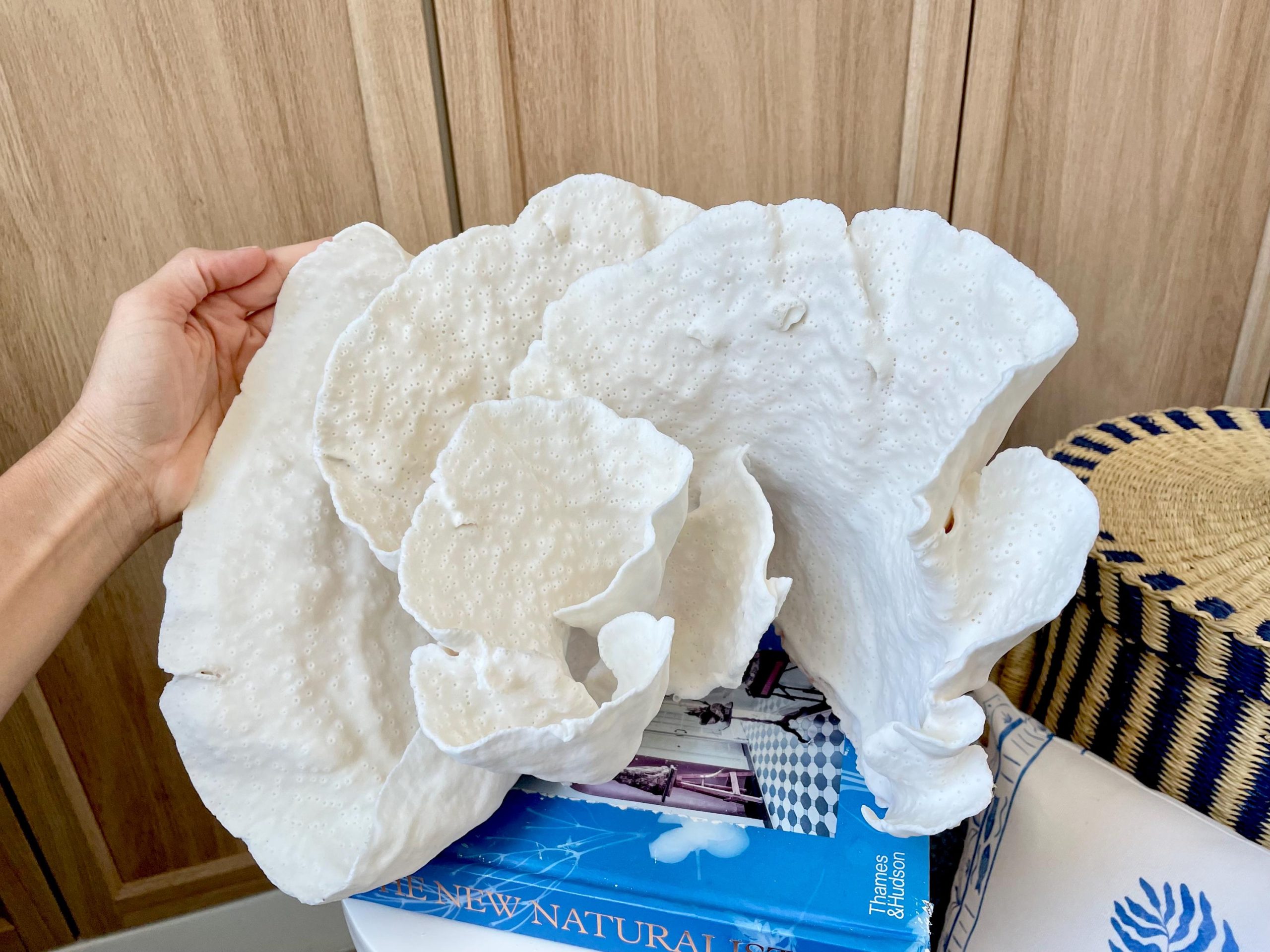 Natural Spiral Cup Coral Fossil: 13.25" x 11" x 8.75" Coastal Beach House White Décor - Image 9