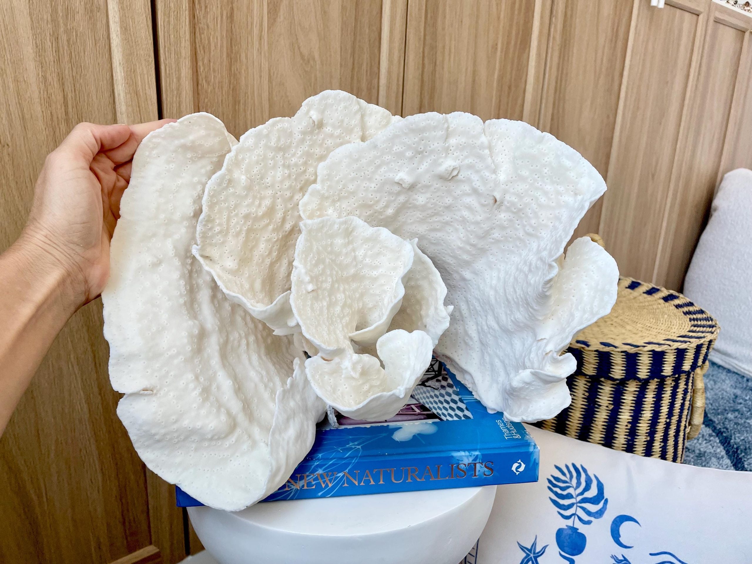 Natural Spiral Cup Coral Fossil: 13.25" x 11" x 8.75" Coastal Beach House White Décor - Image 10