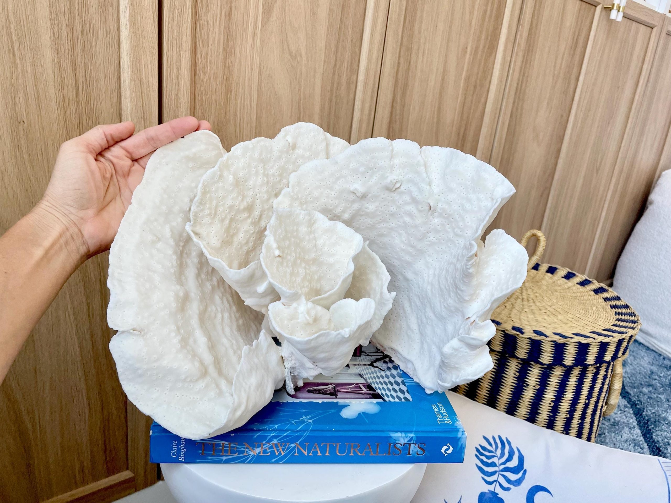 Natural Spiral Cup Coral Fossil: 13.25" x 11" x 8.75" Coastal Beach House White Décor - Image 11