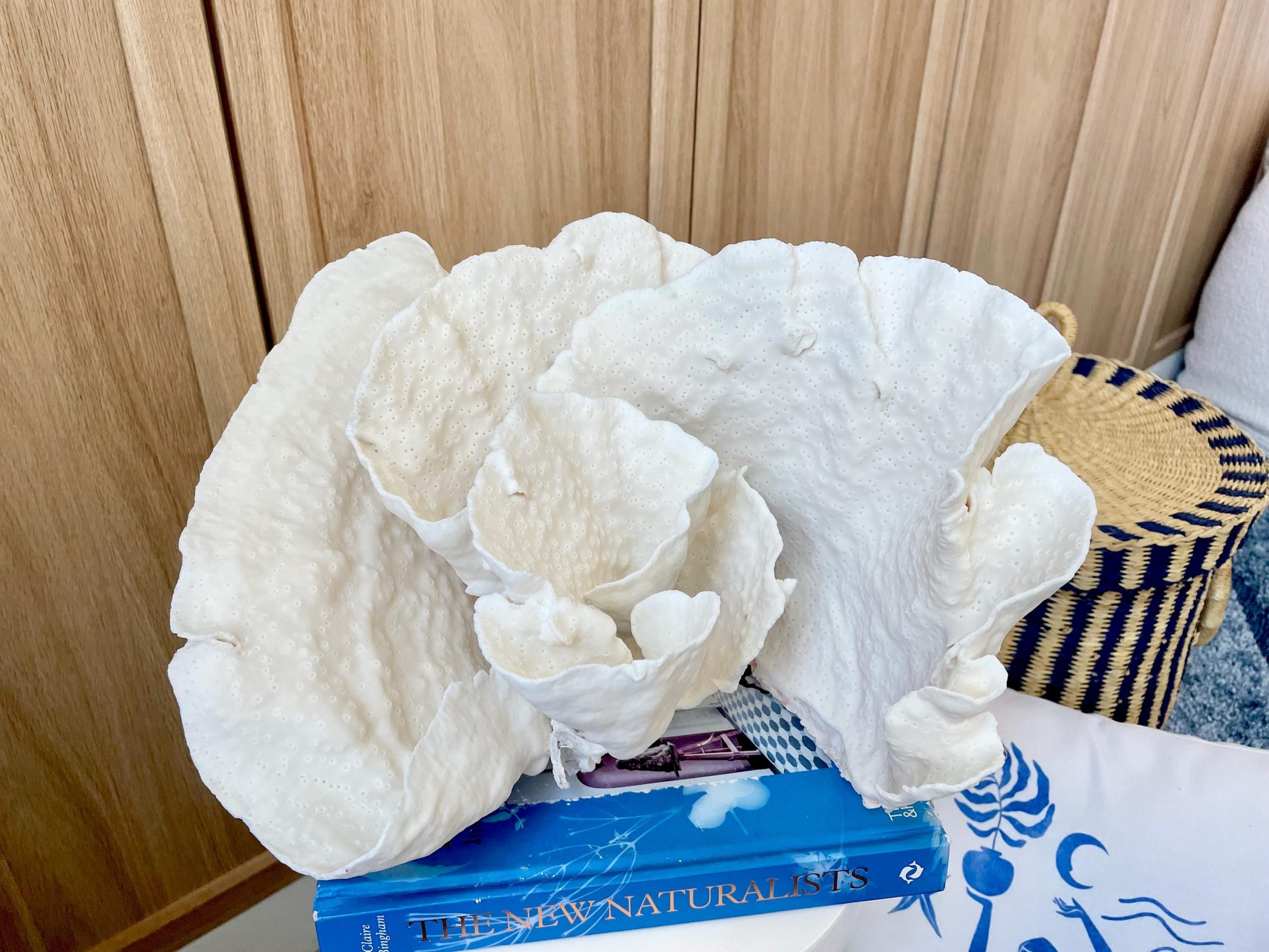 Natural Spiral Cup Coral Fossil: 13.25" x 11" x 8.75" Coastal Beach House White Décor - Image 12