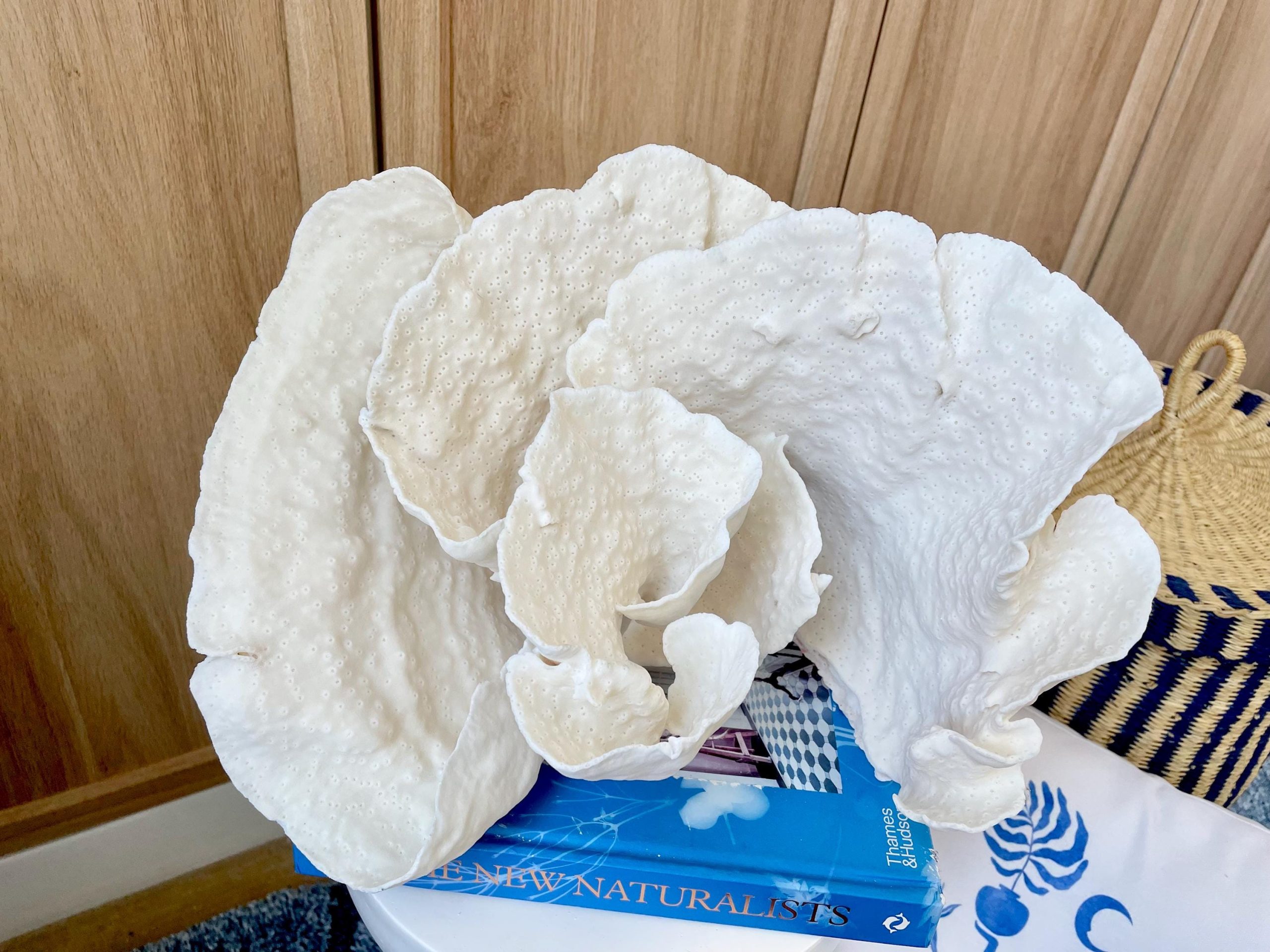 Natural Spiral Cup Coral Fossil: 13.25" x 11" x 8.75" Coastal Beach House White Décor - Image 16